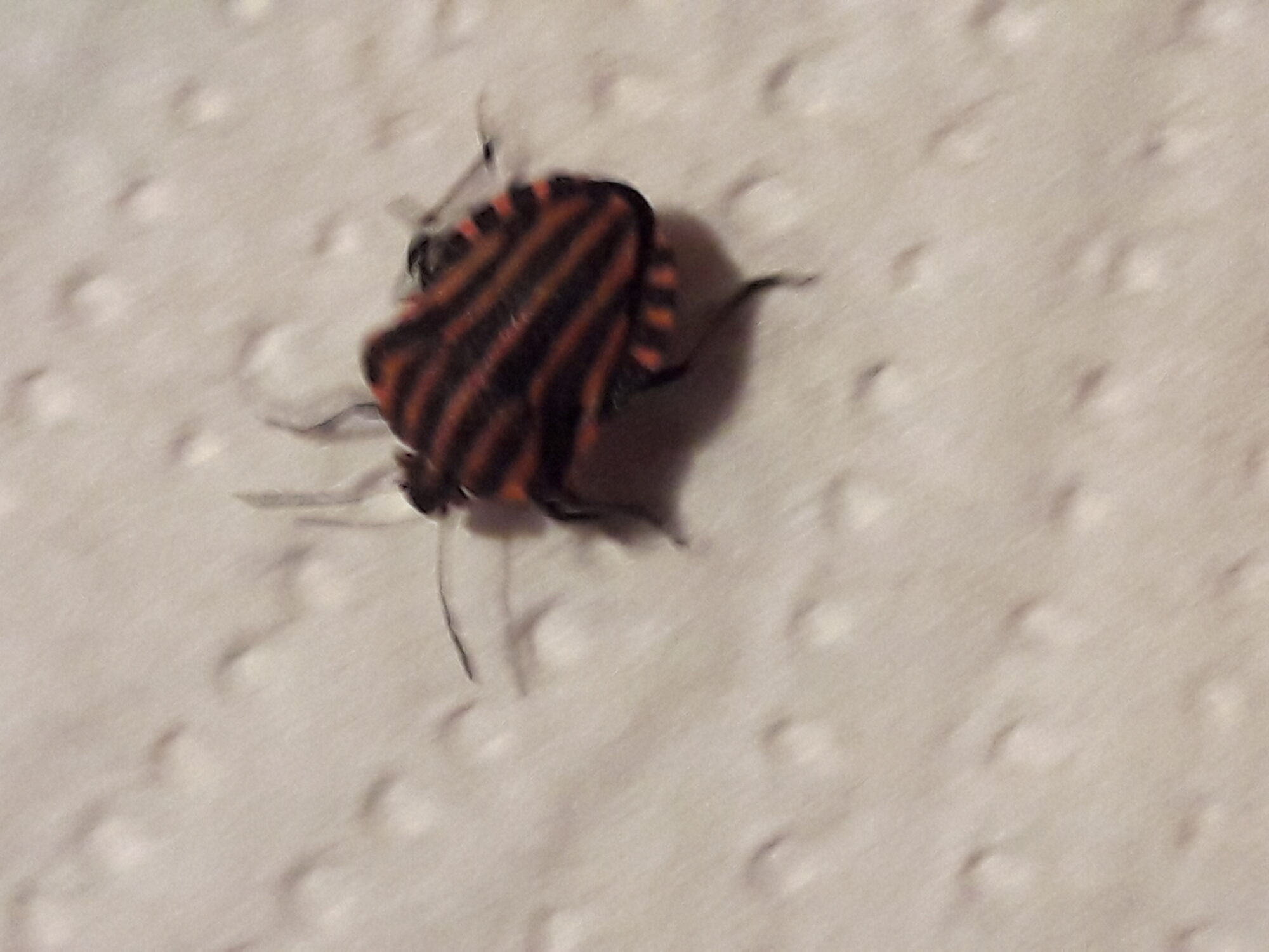 Valokuvaaja: Mirja Höysniemi