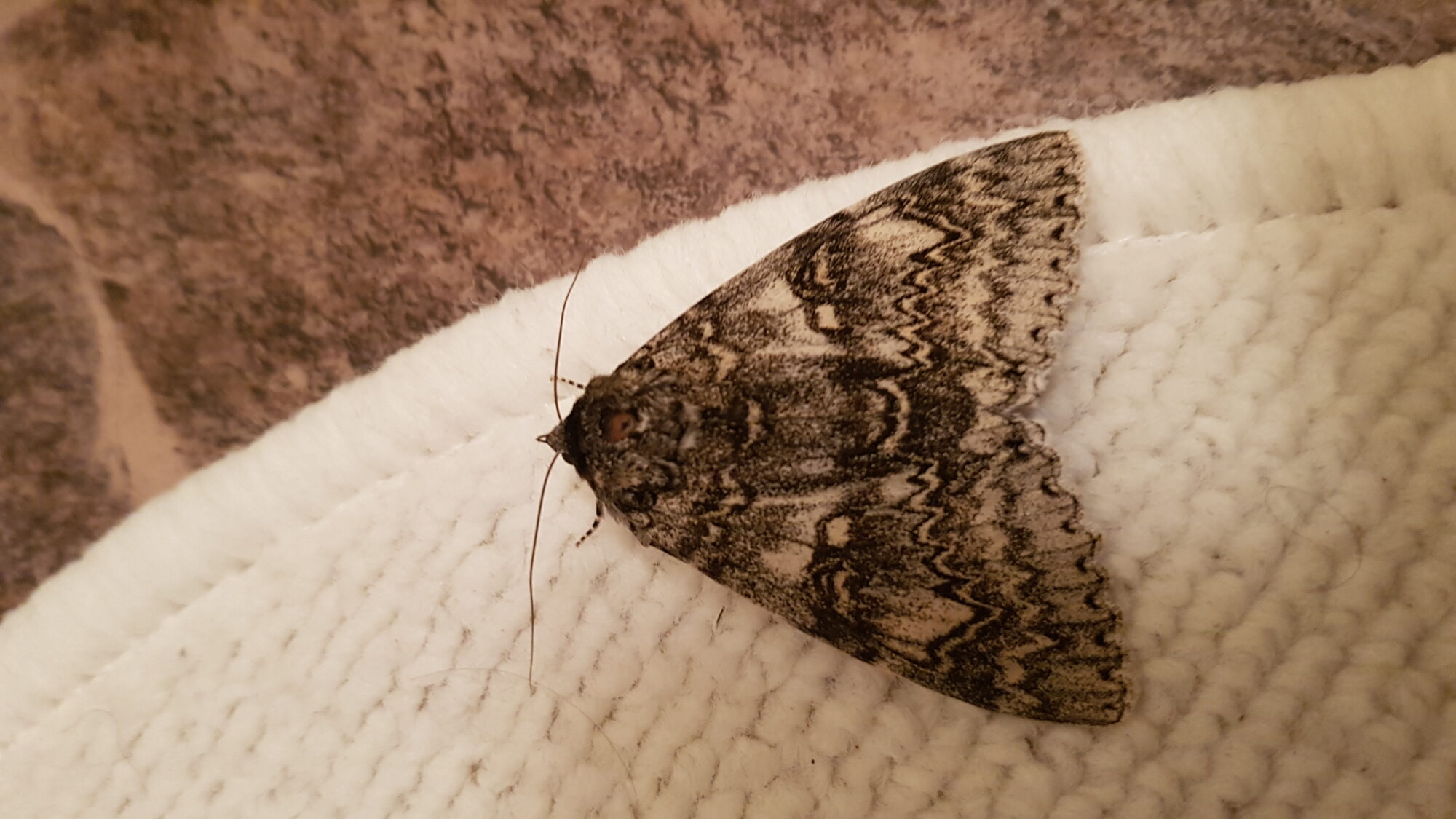 Valokuvaaja: Esa Haapalainen