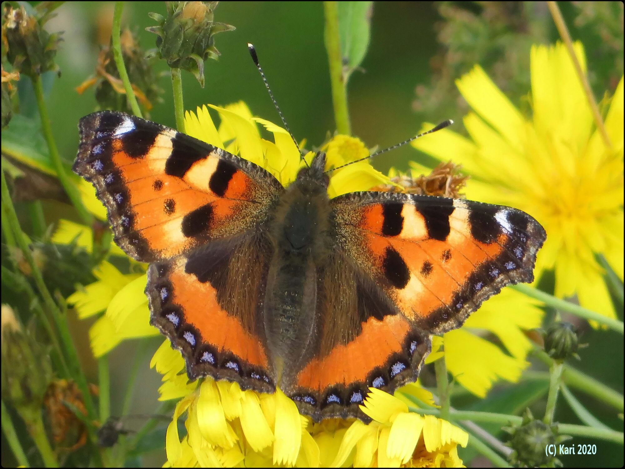Valokuvaaja: Kari Saarinen Valokuvaaja: Kari Saarinen