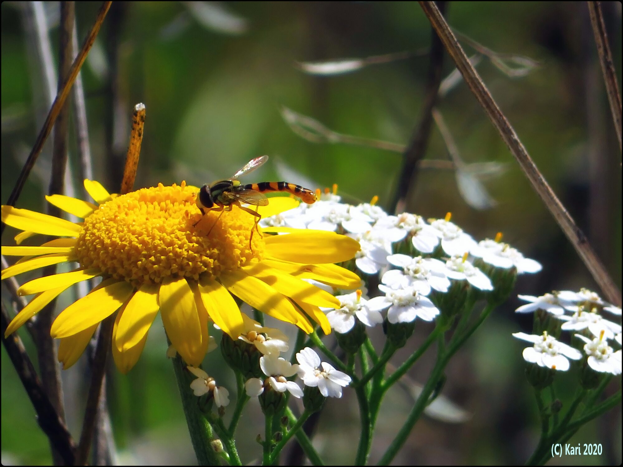 Valokuvaaja: Kari Saarinen