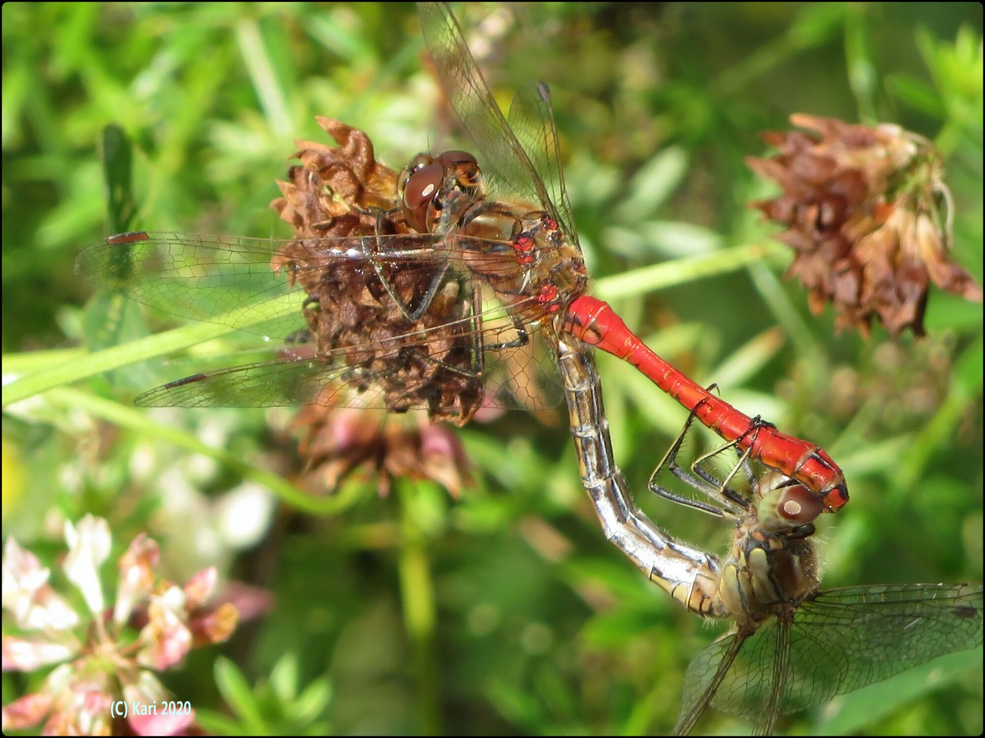 Valokuvaaja: Kari Saarinen