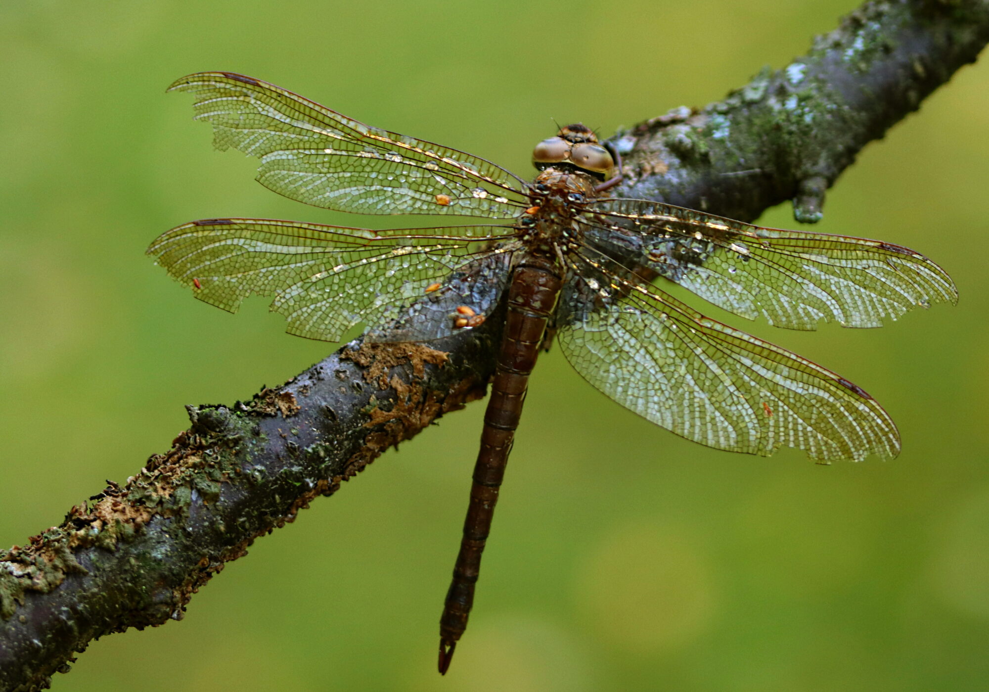 Valokuvaaja: Ritva Nieminen