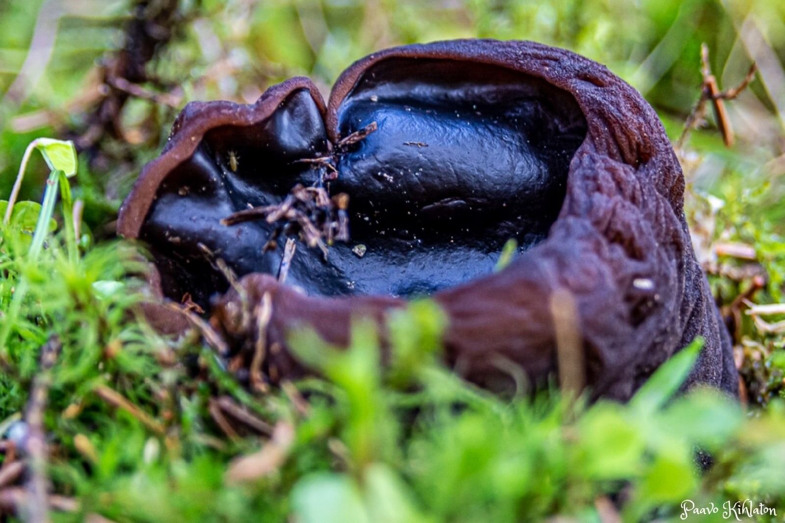 Valokuvaaja: Pavlo Nevinchanyi