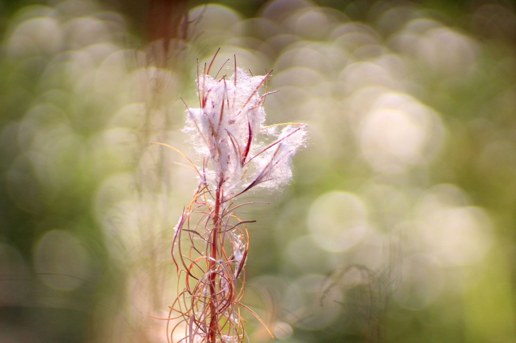 Valokuvaaja: Kaarlo Asikainen