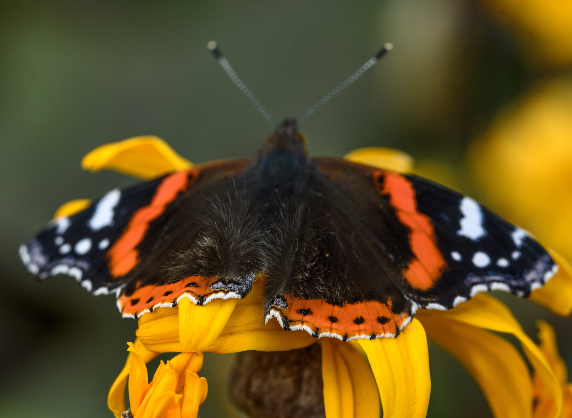 Valokuvaaja: Päivi Kiiskinen-Mustonen
