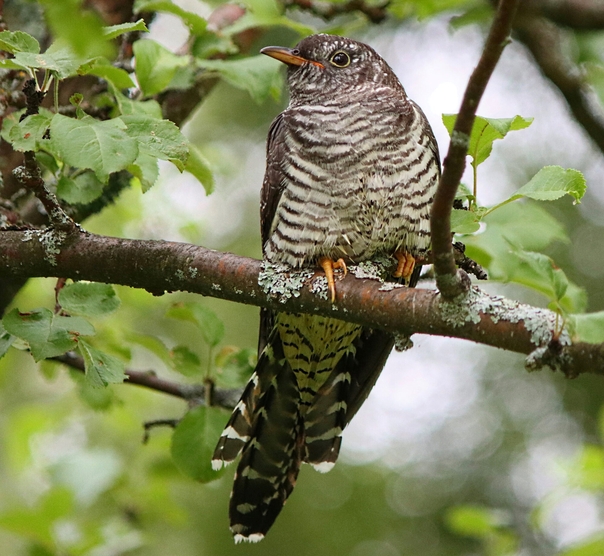 Valokuvaaja: Ritva Nieminen