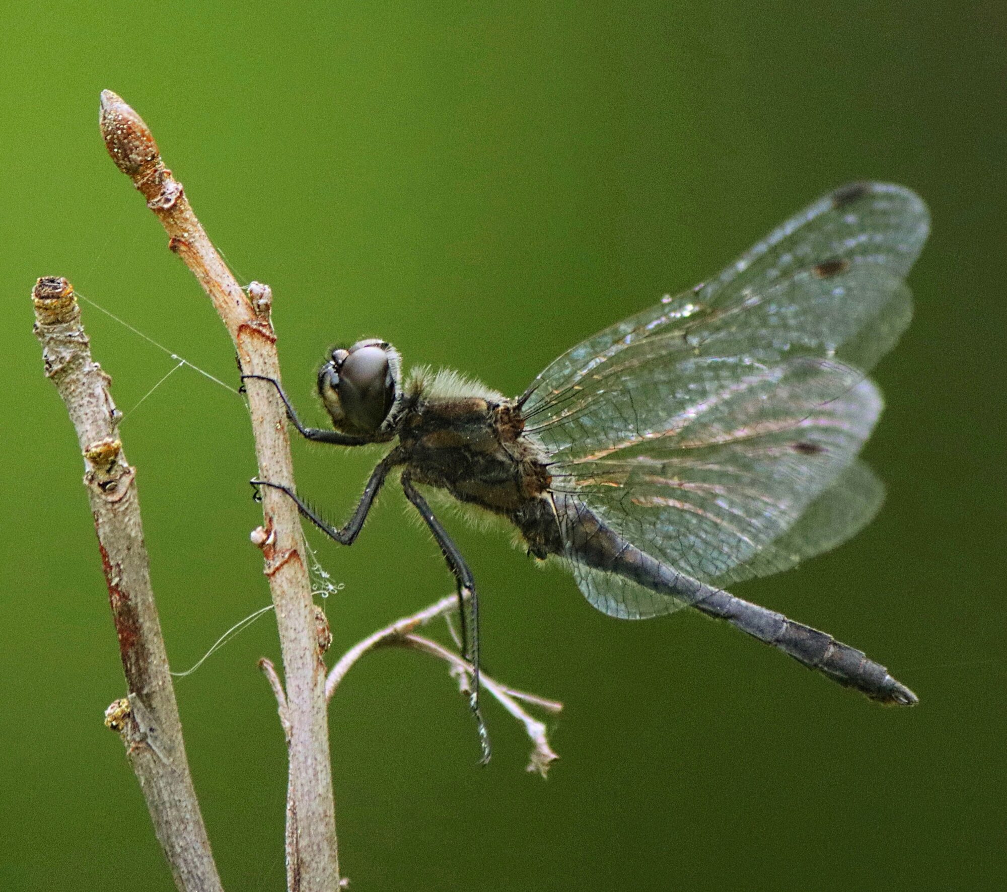 Valokuvaaja: Ritva Nieminen