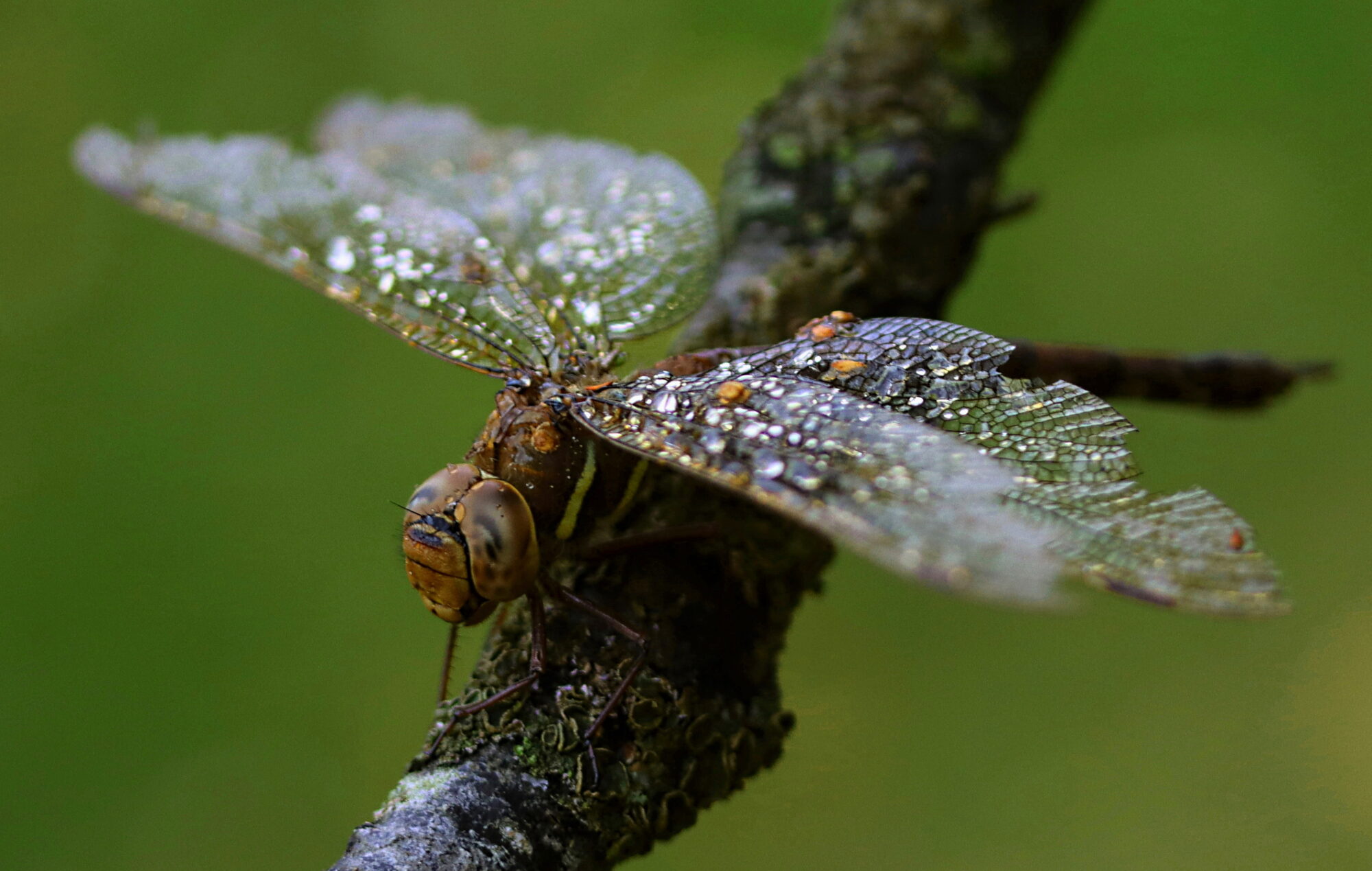 Valokuvaaja: Ritva Nieminen