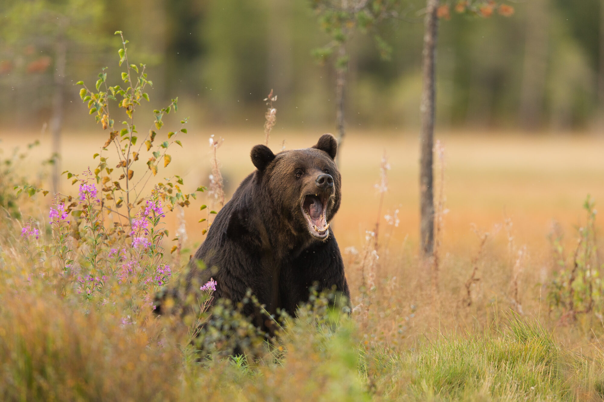 Valokuvaaja: Kari Rossinen