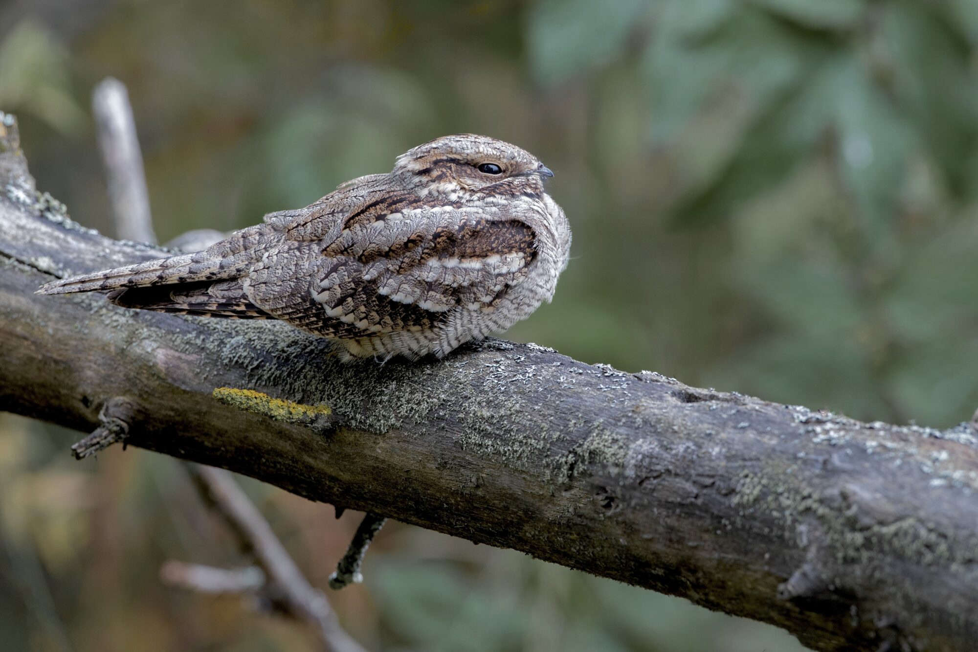 Valokuvaaja: Marko Piiroinen