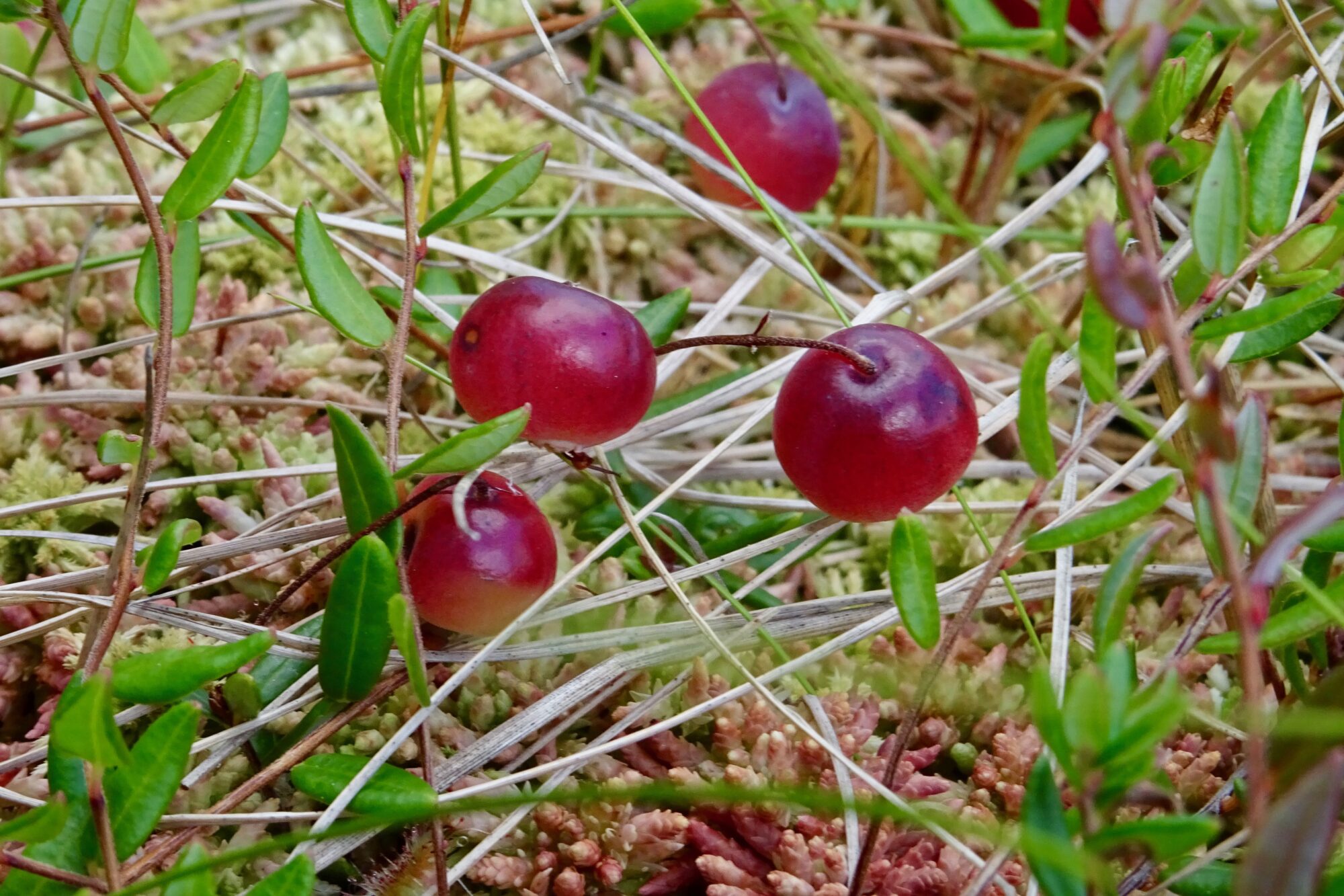 Valokuvaaja: Liisa Niiva-Korpela