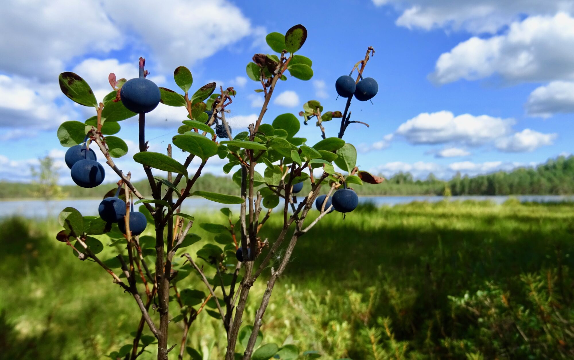 Valokuvaaja: Liisa Niiva-Korpela