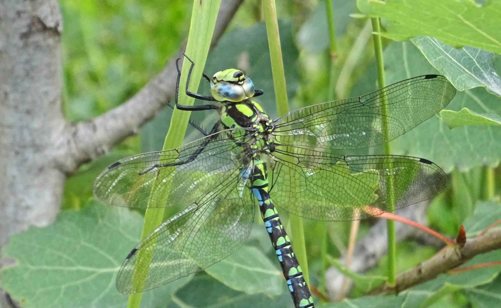 Valokuvaaja: Liisa Niiva-Korpela
