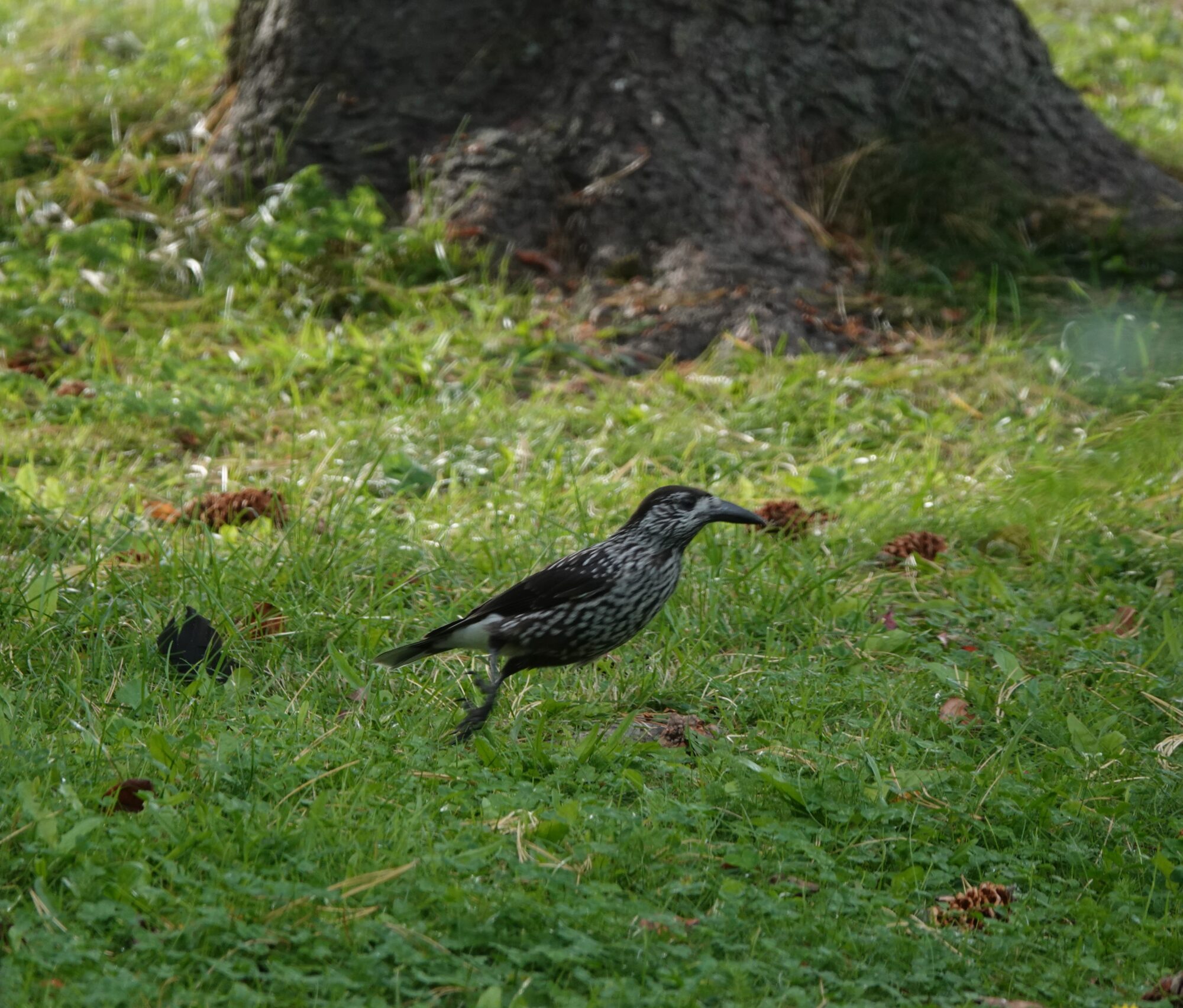 Valokuvaaja: Jenna Pitkänen