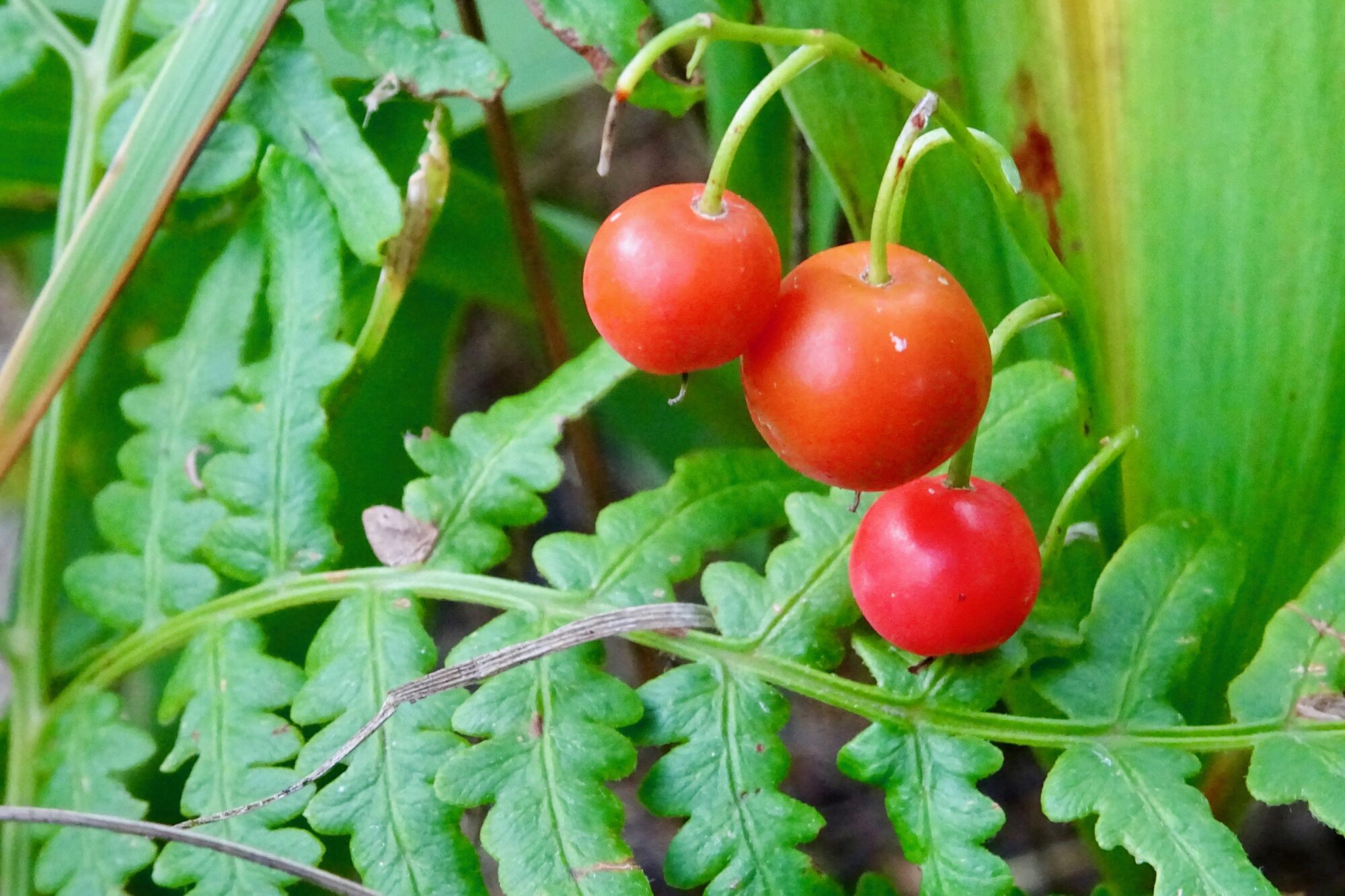 Valokuvaaja: Liisa Niiva-Korpela