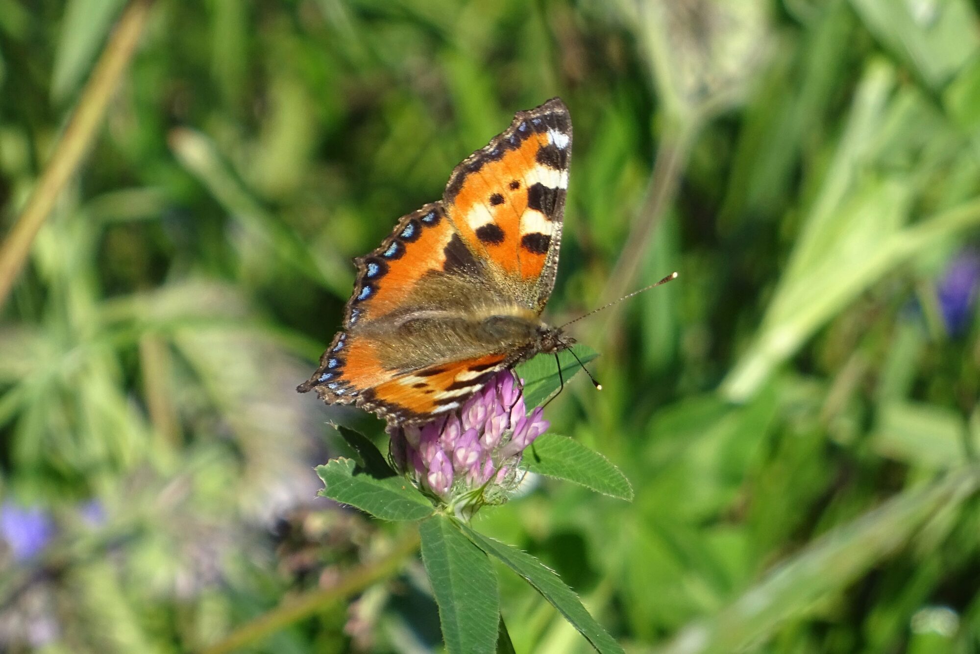 Valokuvaaja: Liisa Niiva-Korpela