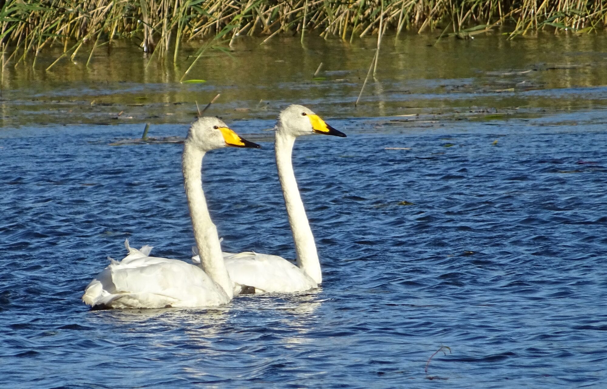 Valokuvaaja: Liisa Niiva-Korpela