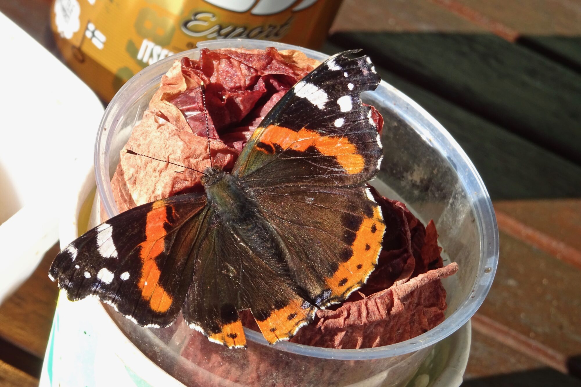 Valokuvaaja: Liisa Niiva-Korpela