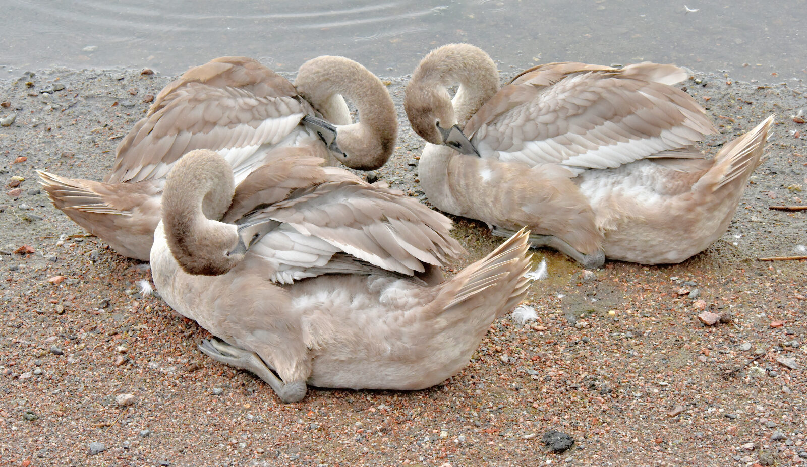 Valokuvaaja: Reijo Juurinen