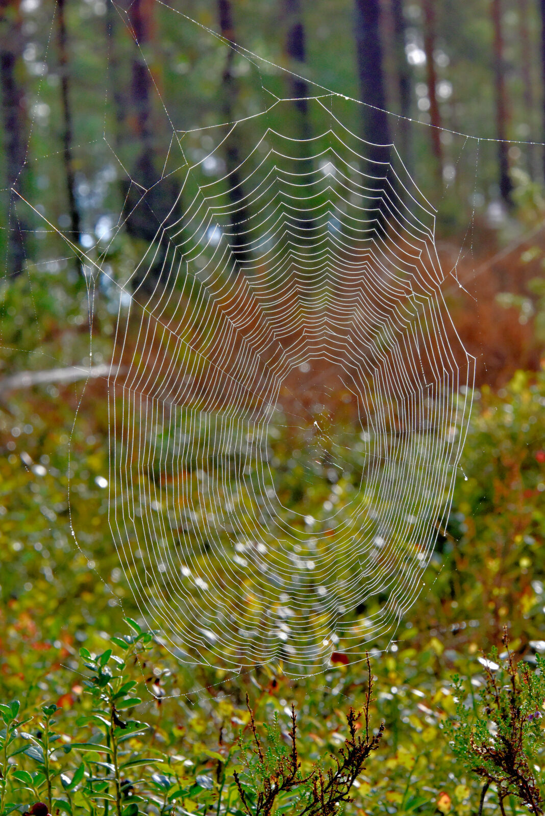 Valokuvaaja: Reijo Juurinen