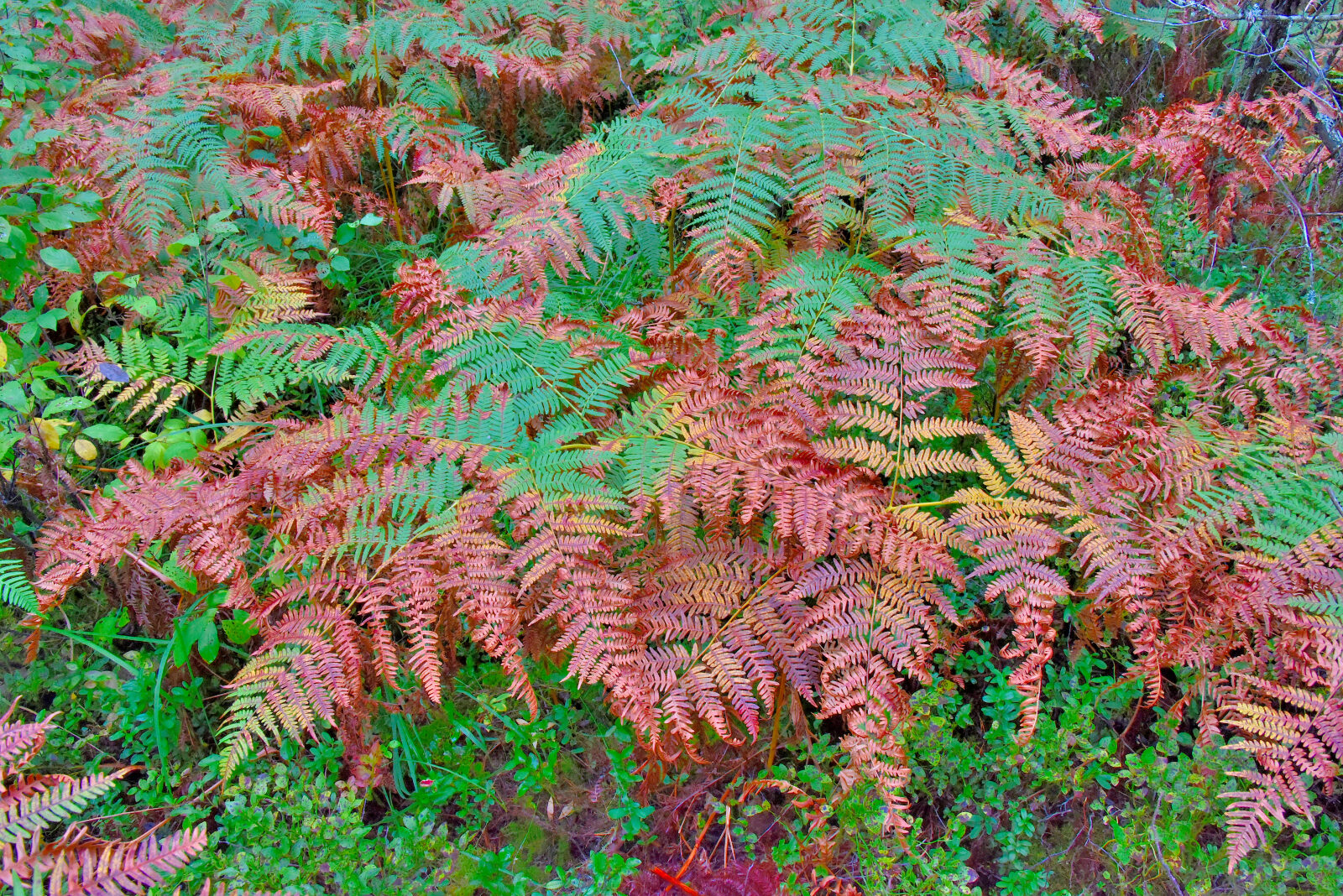 Valokuvaaja: Reijo Juurinen