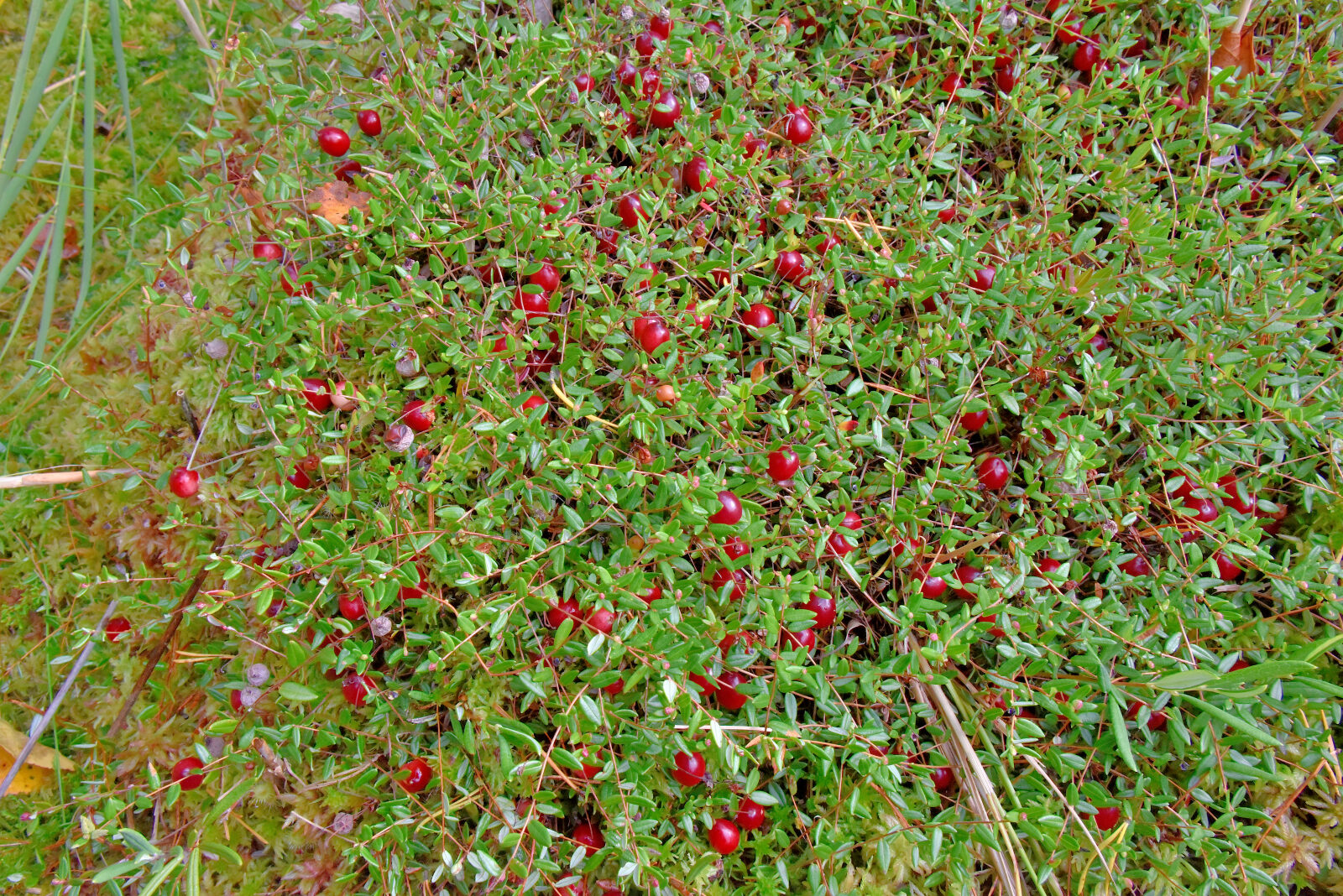 Valokuvaaja: Reijo Juurinen