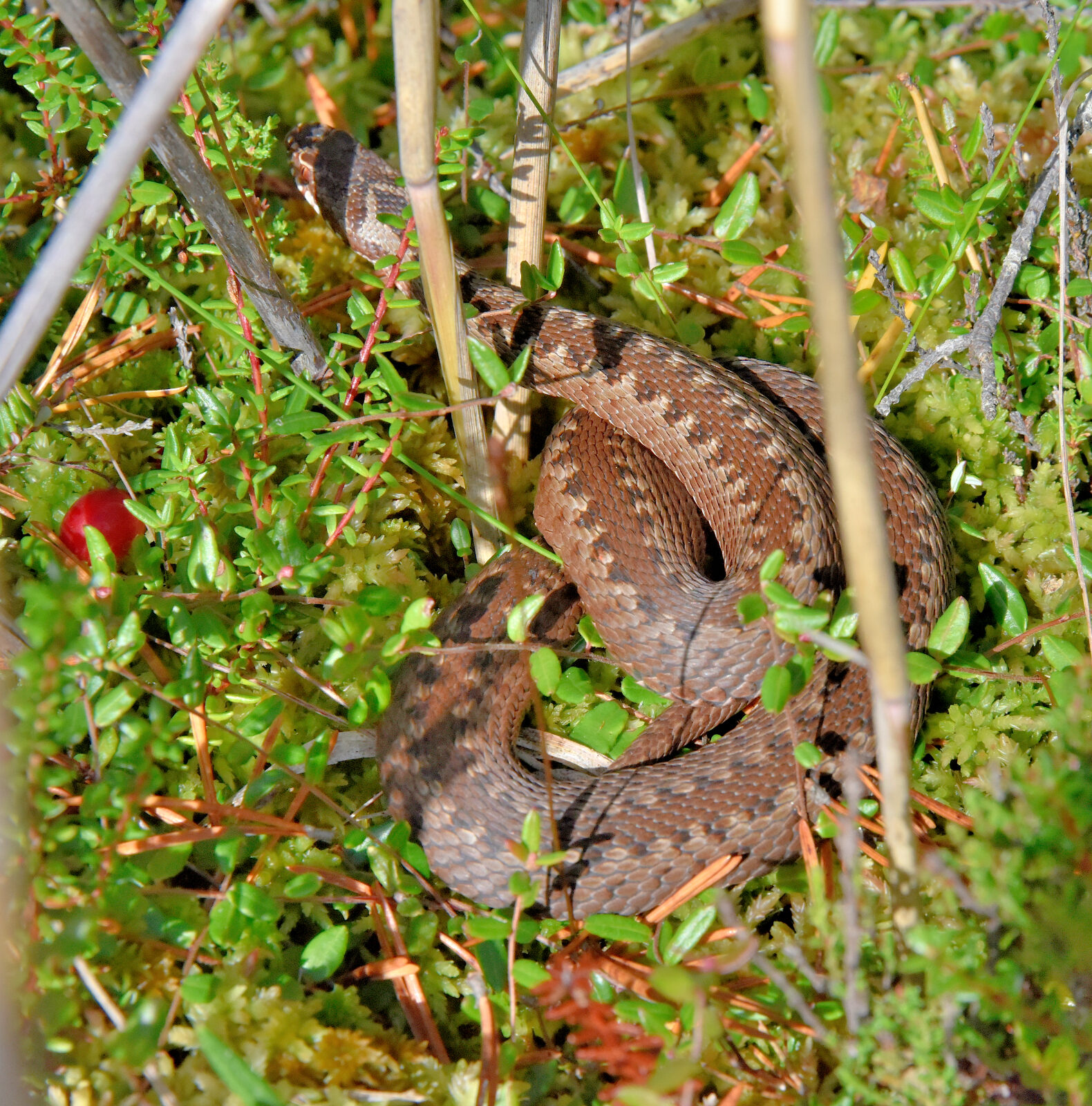 Valokuvaaja: Reijo Juurinen