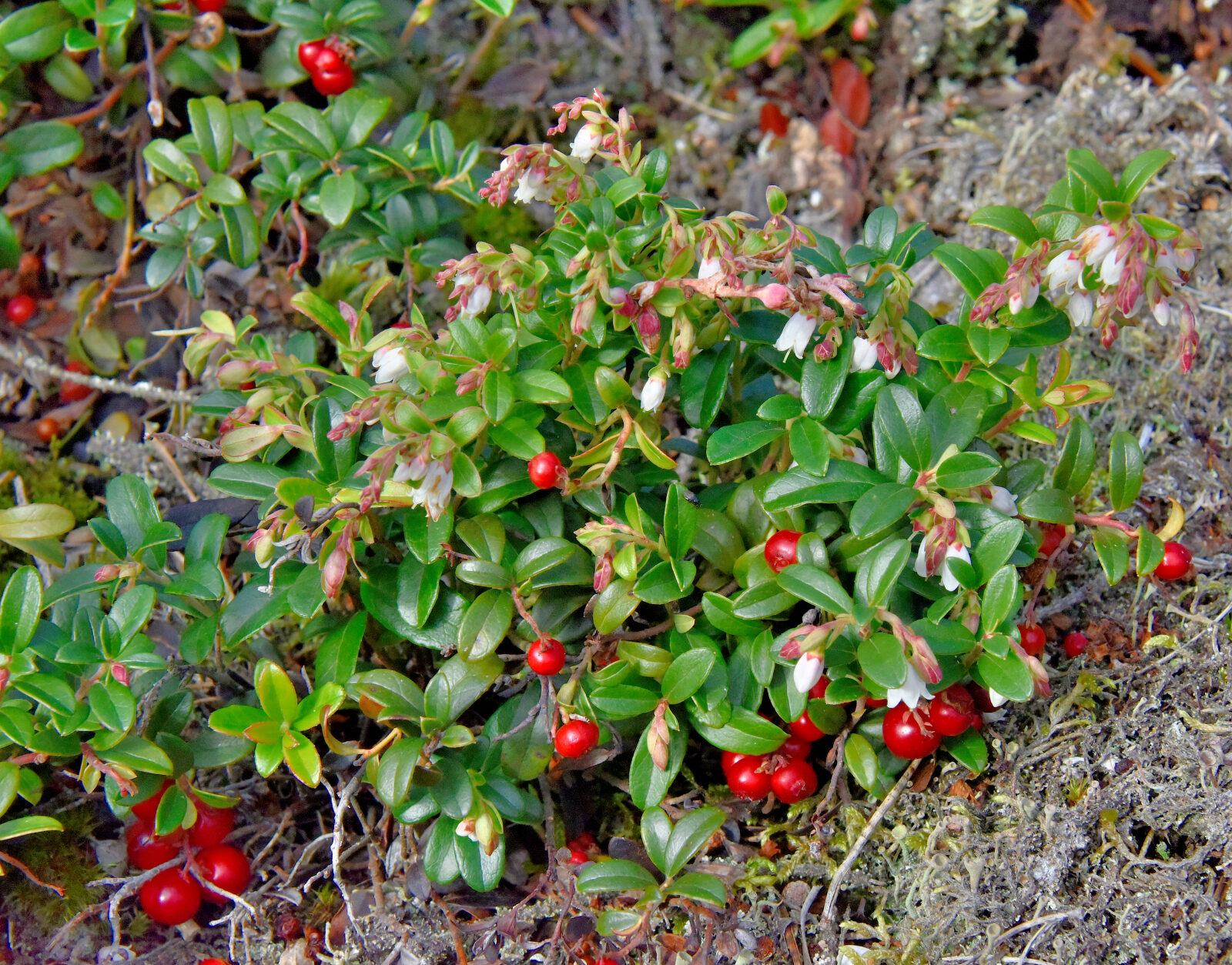 Valokuvaaja: Reijo Juurinen