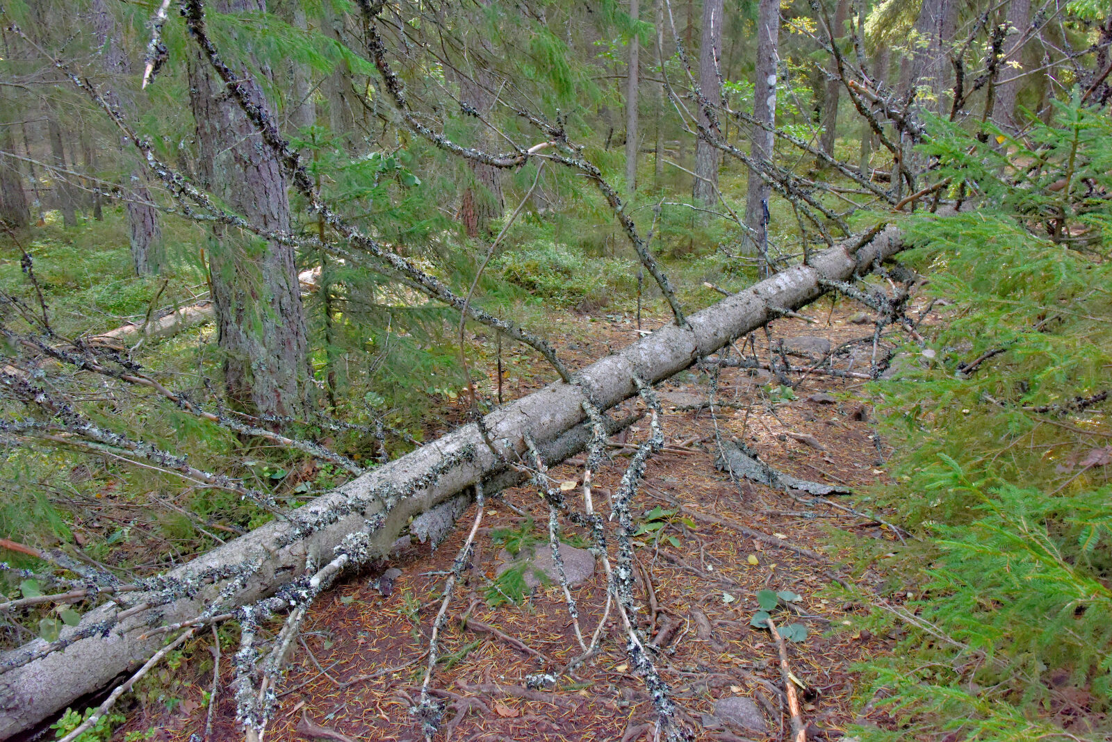Valokuvaaja: Reijo Juurinen