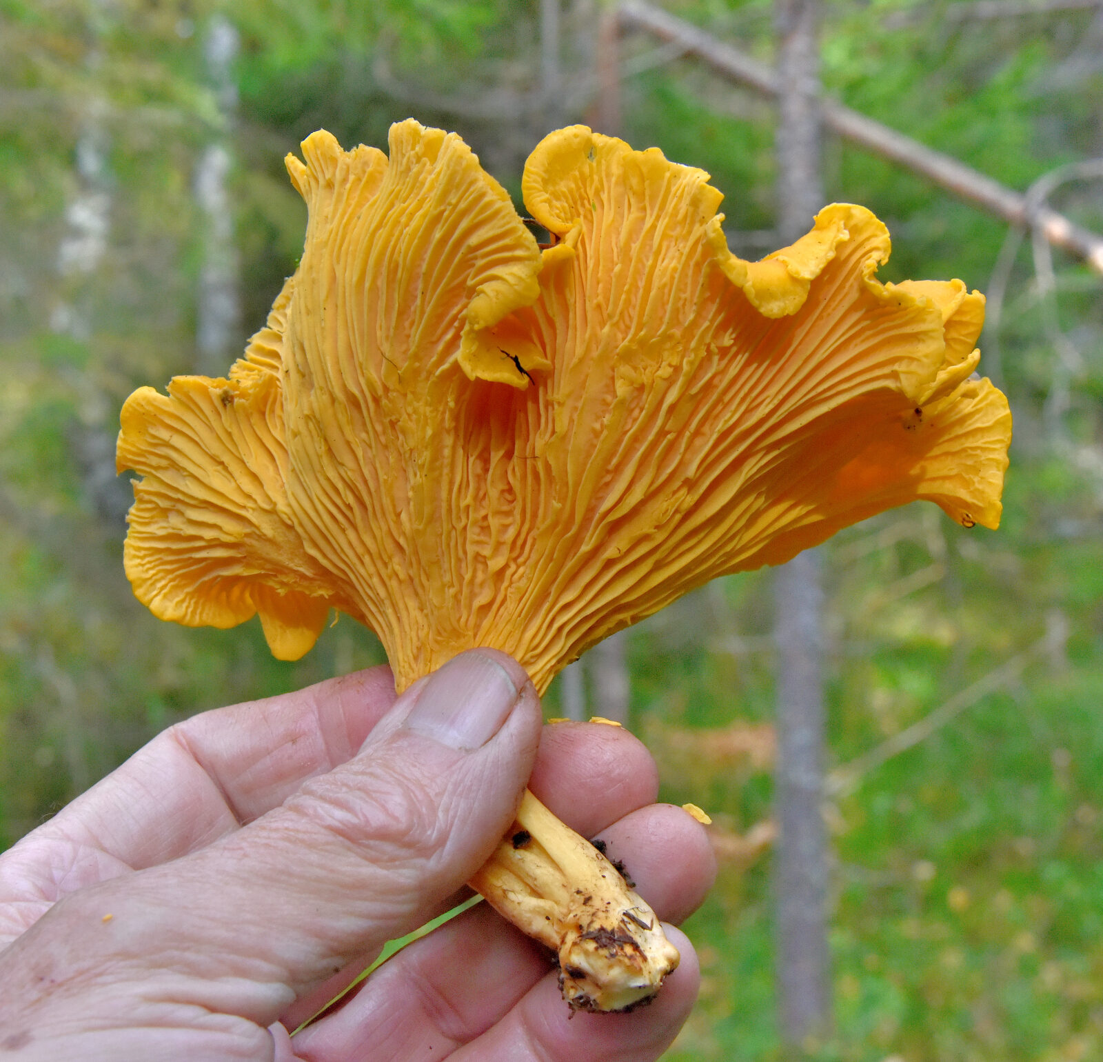 Valokuvaaja: Reijo Juurinen