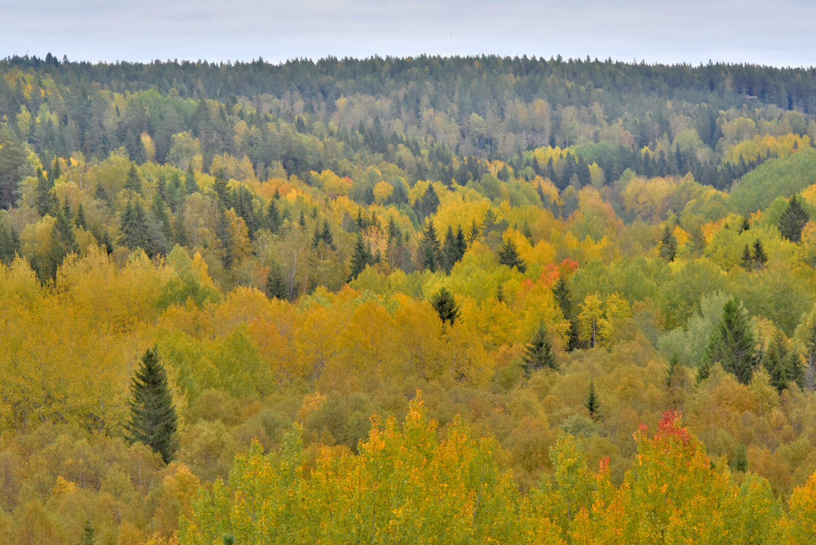 Valokuvaaja: Reijo Juurinen