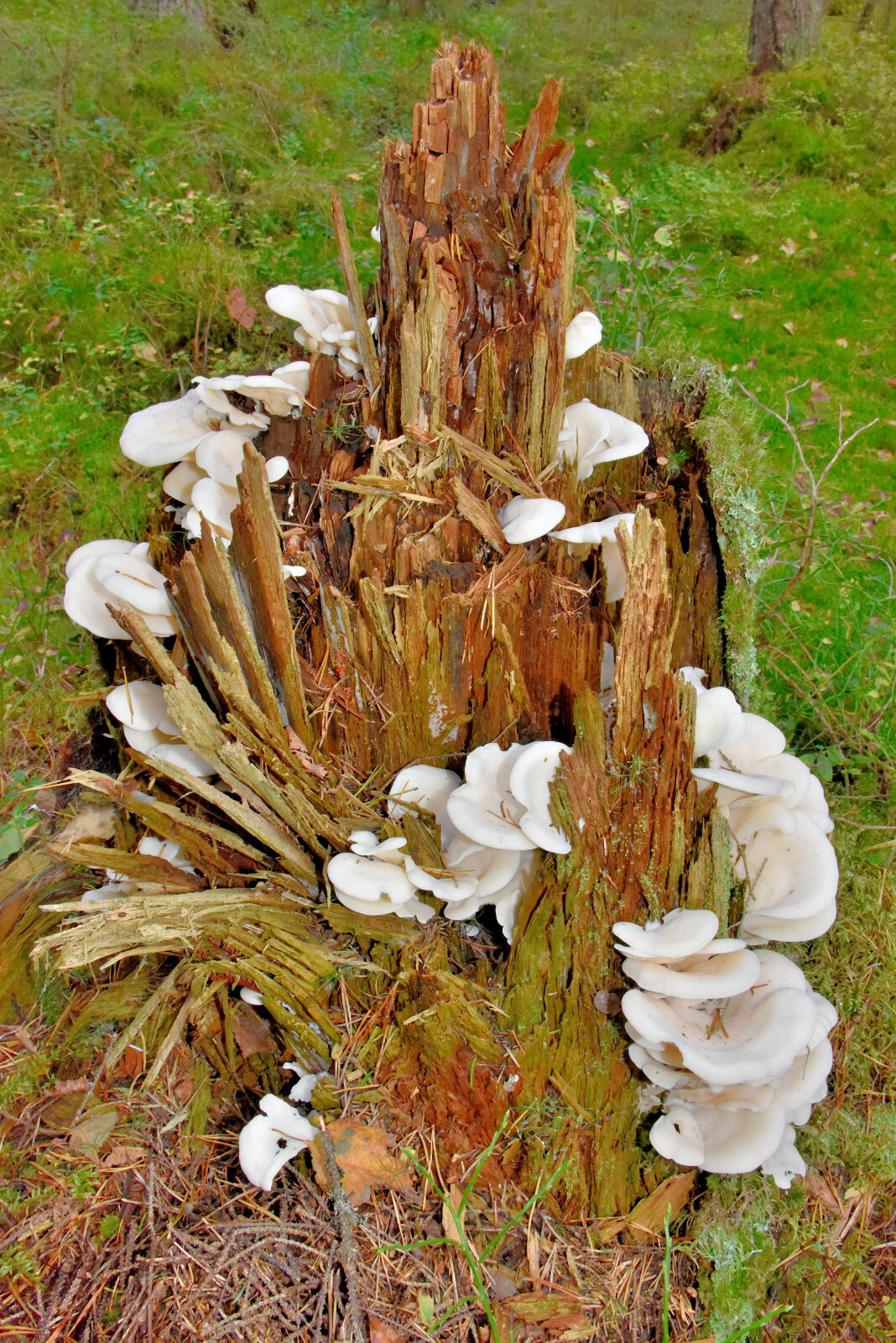 Valokuvaaja: Reijo Juurinen