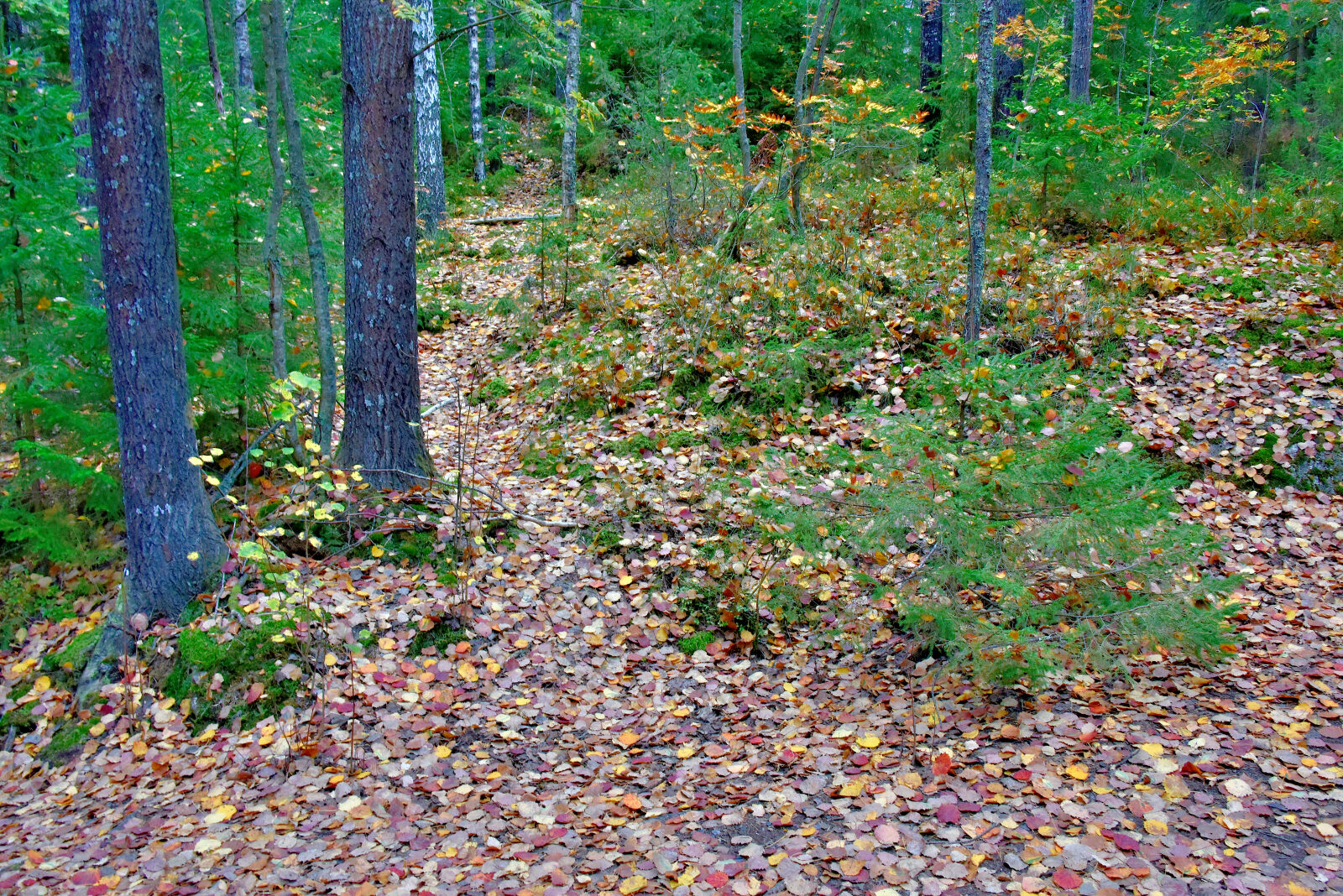Valokuvaaja: Reijo Juurinen