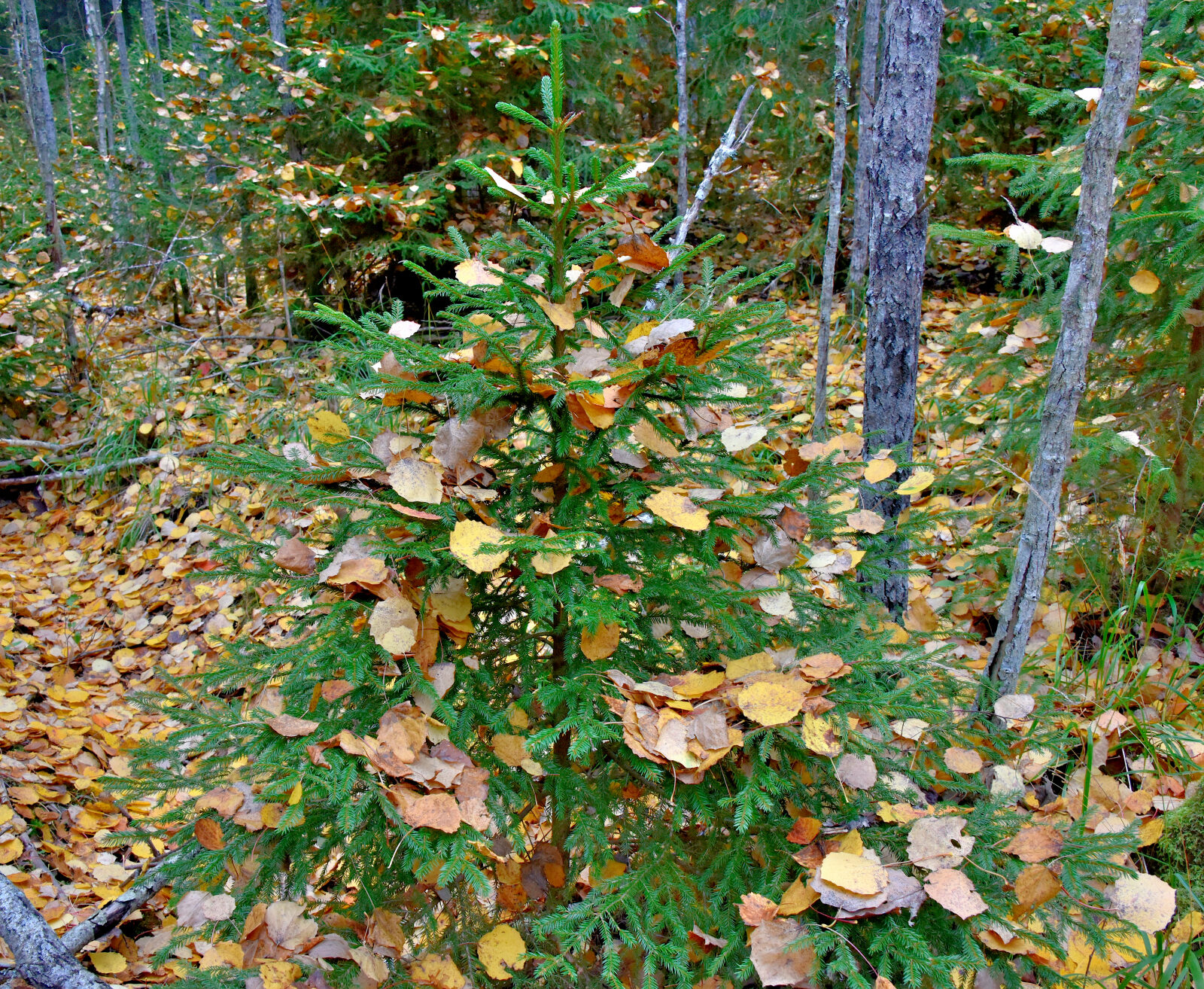 Valokuvaaja: Reijo Juurinen