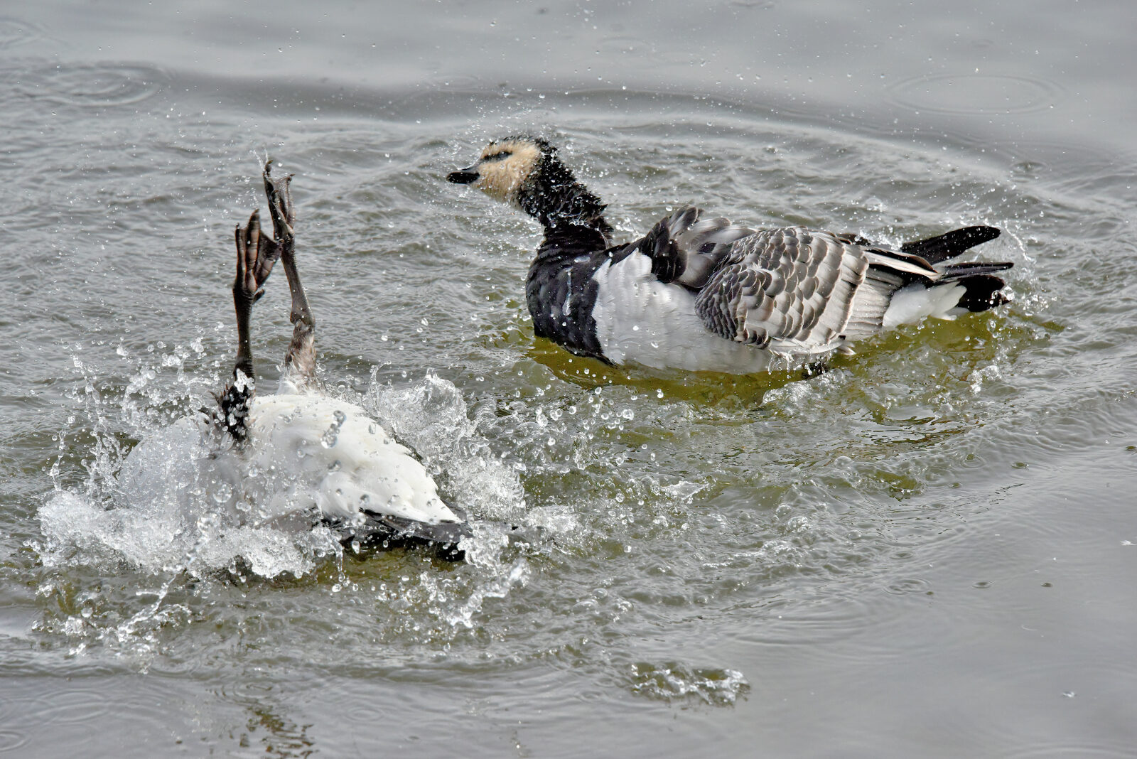 Valokuvaaja: Reijo Juurinen