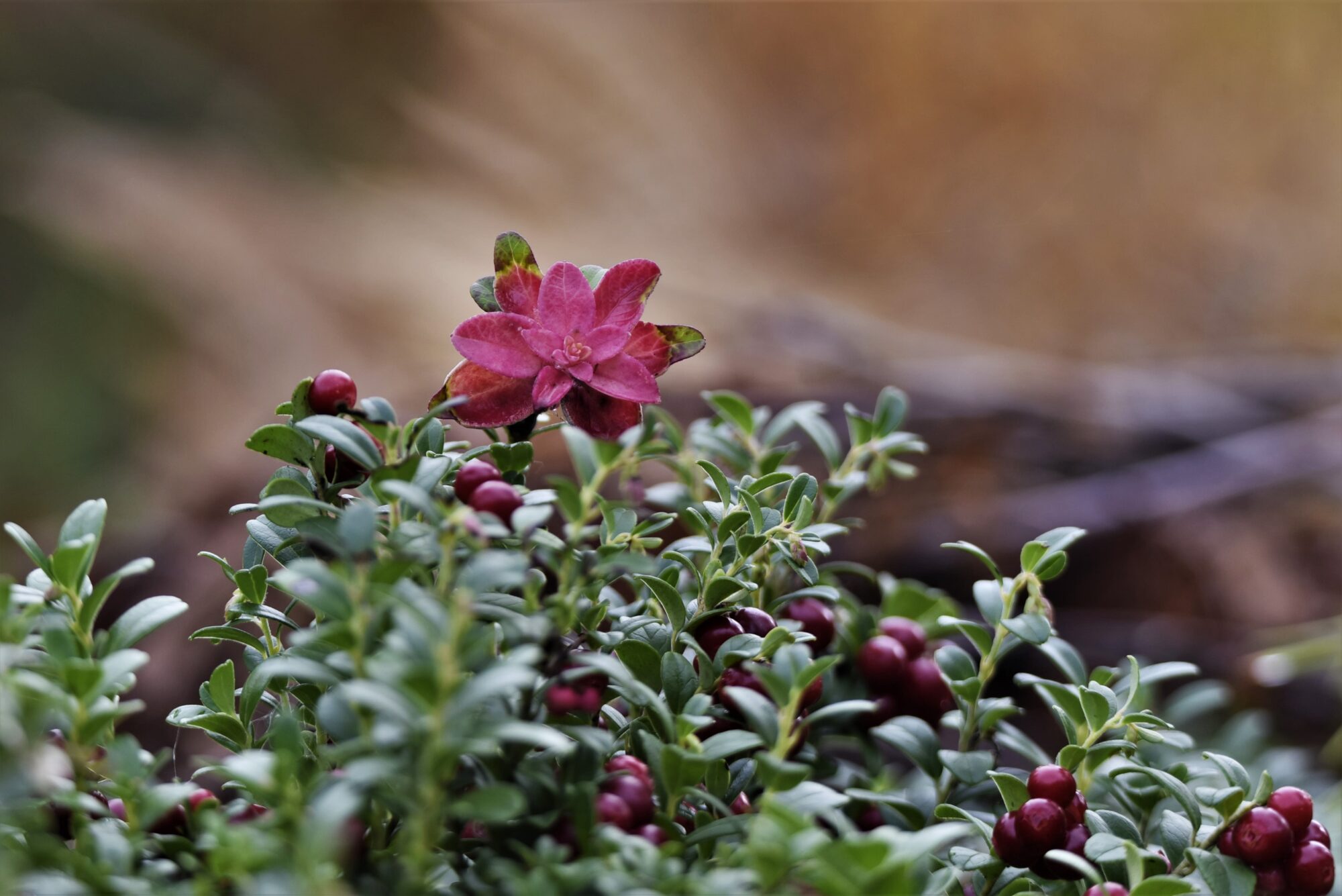 Valokuvaaja: Maarit Siitonen