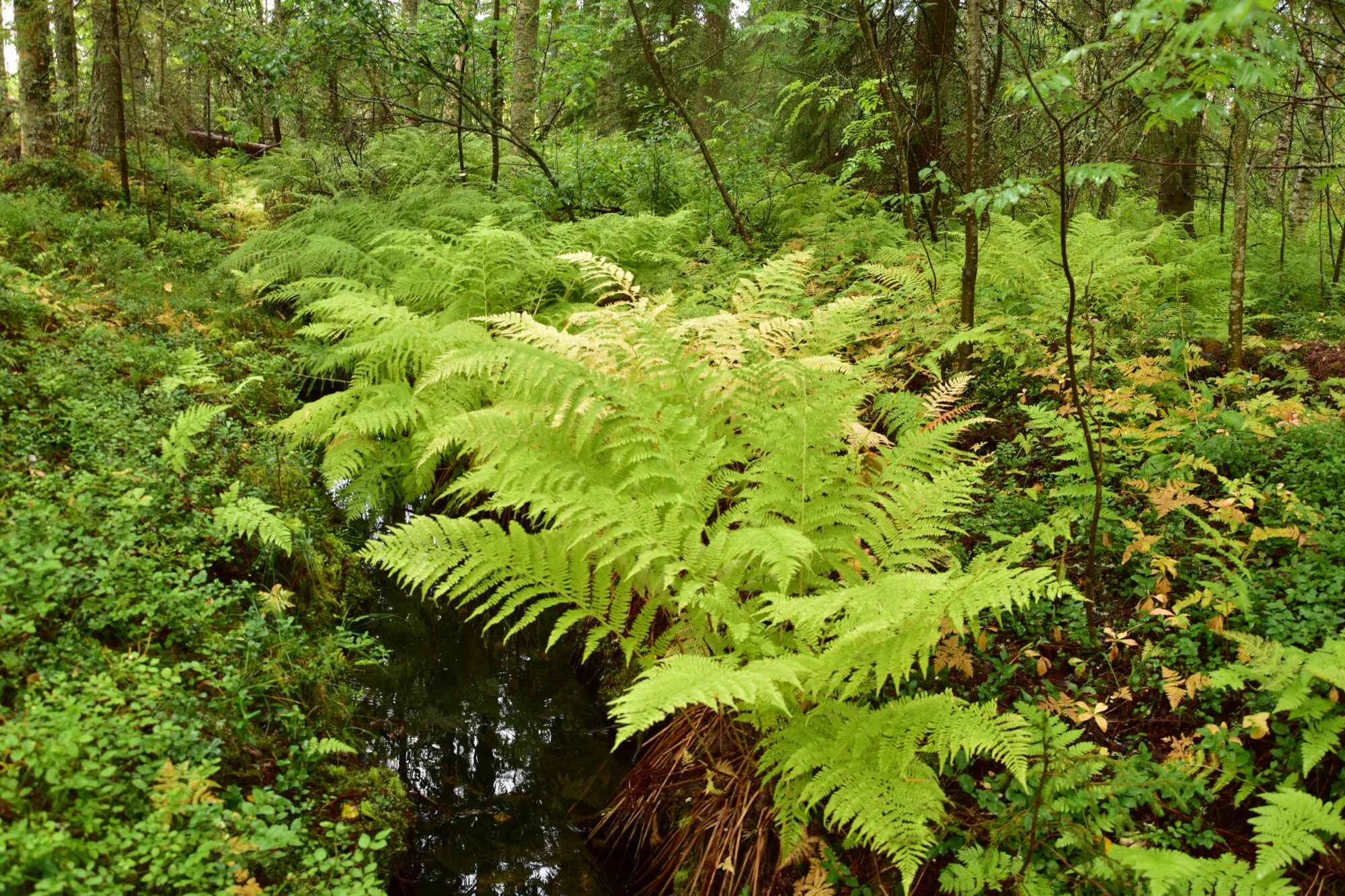 Valokuvaaja: Lahja Toivanen
