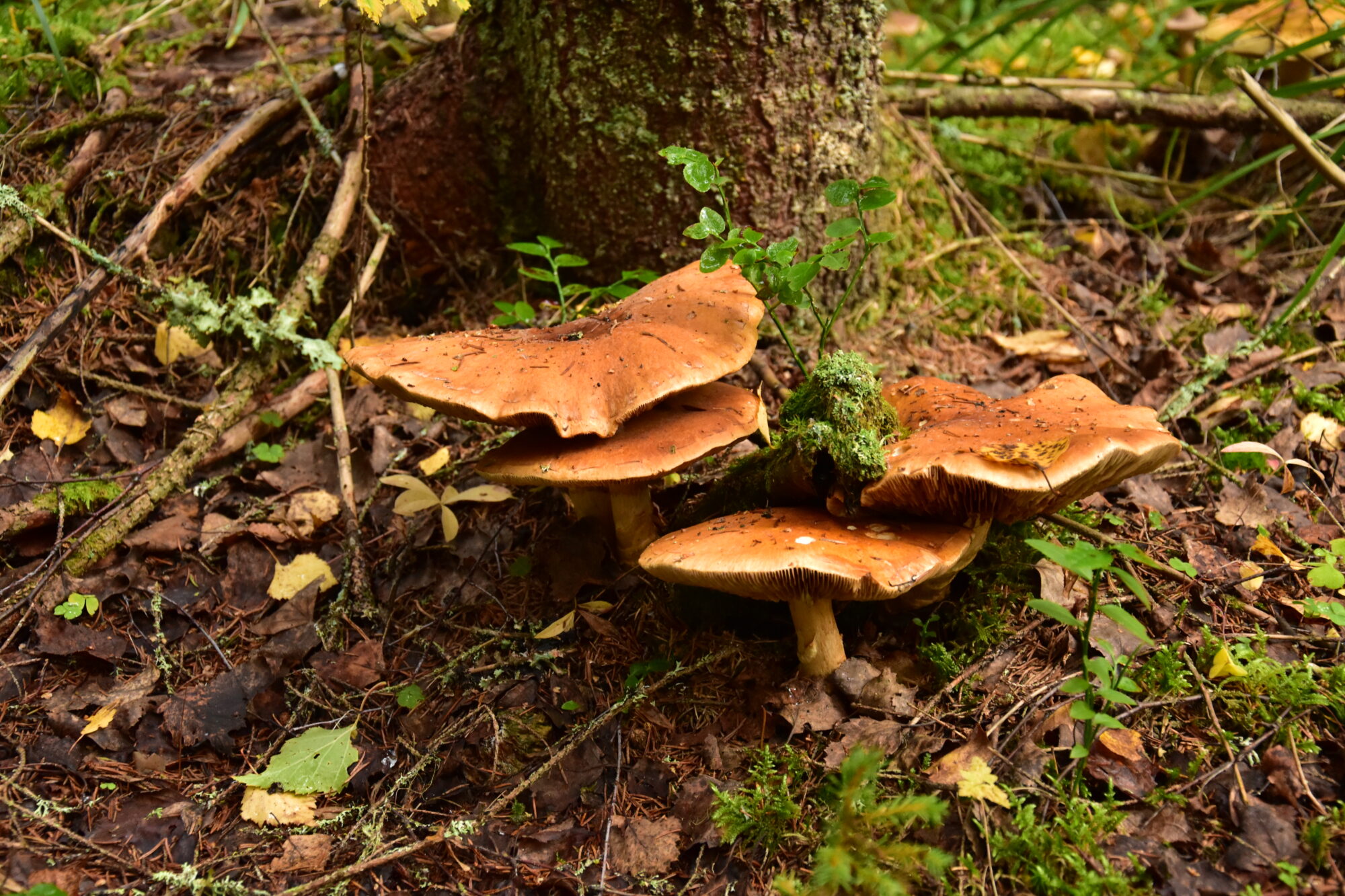 Valokuvaaja: Lahja Toivanen