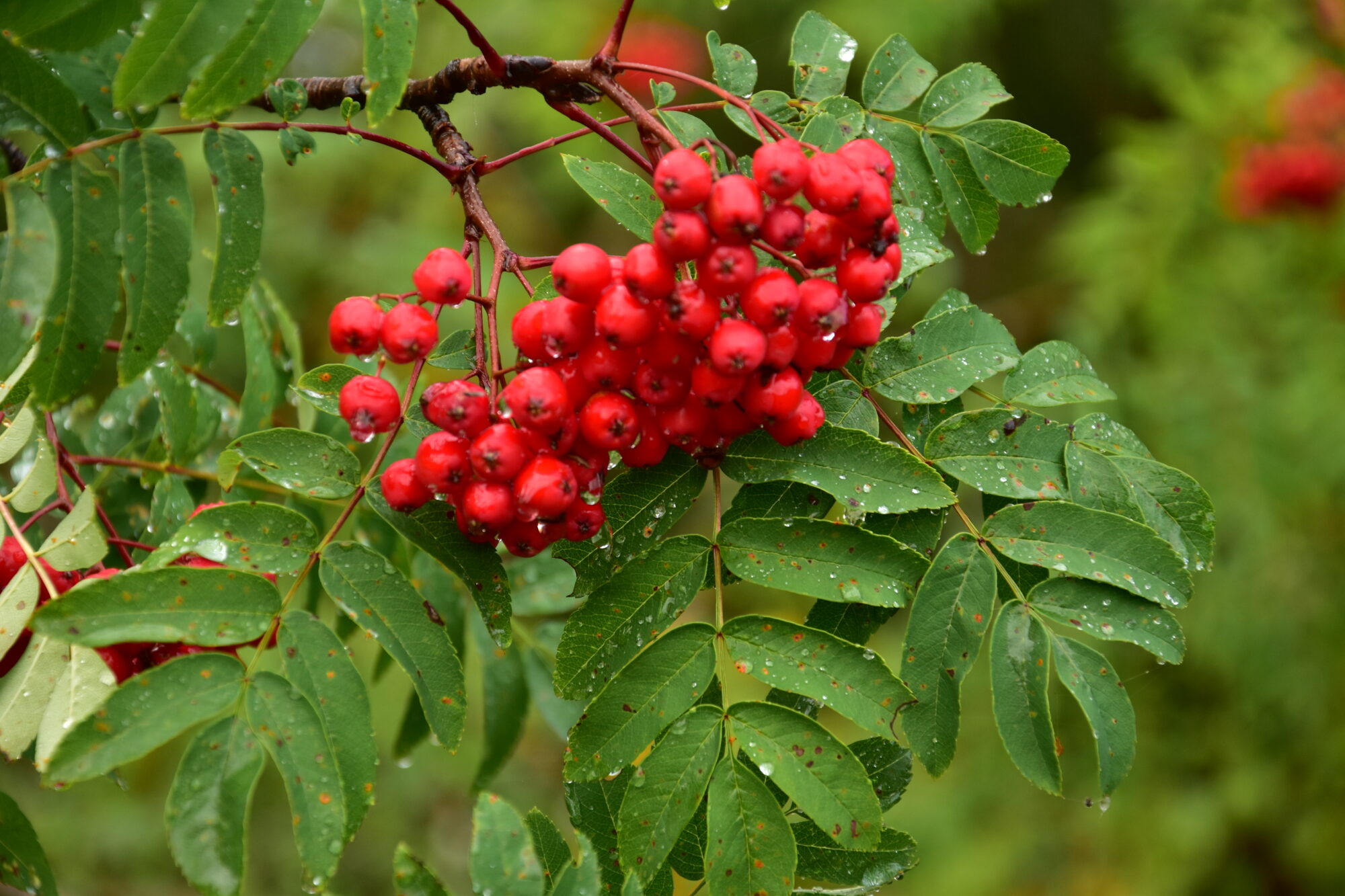 Valokuvaaja: Lahja Toivanen