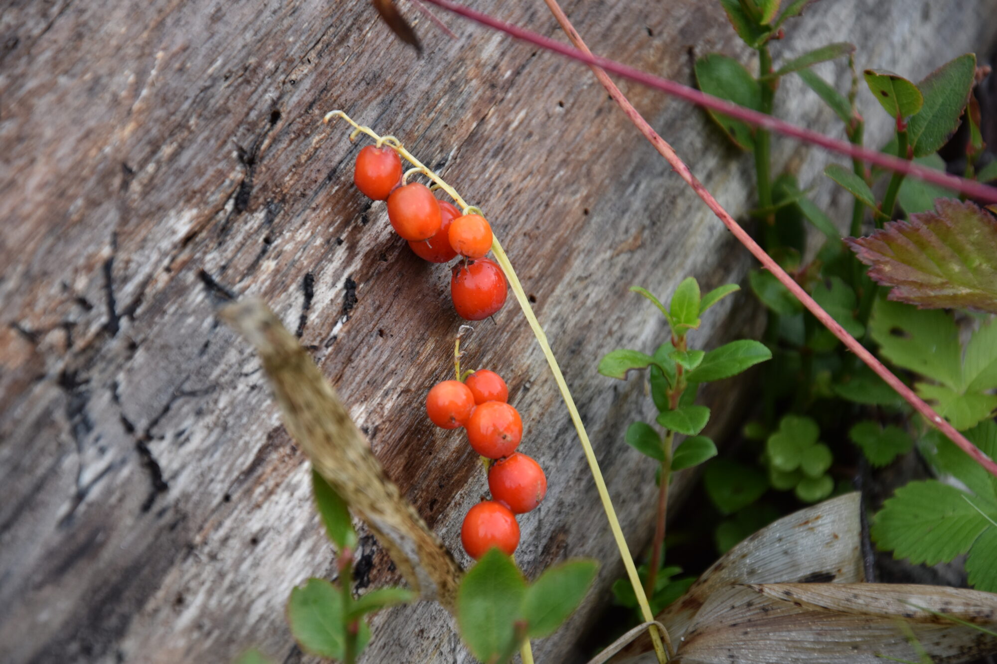 Valokuvaaja: Lahja Toivanen