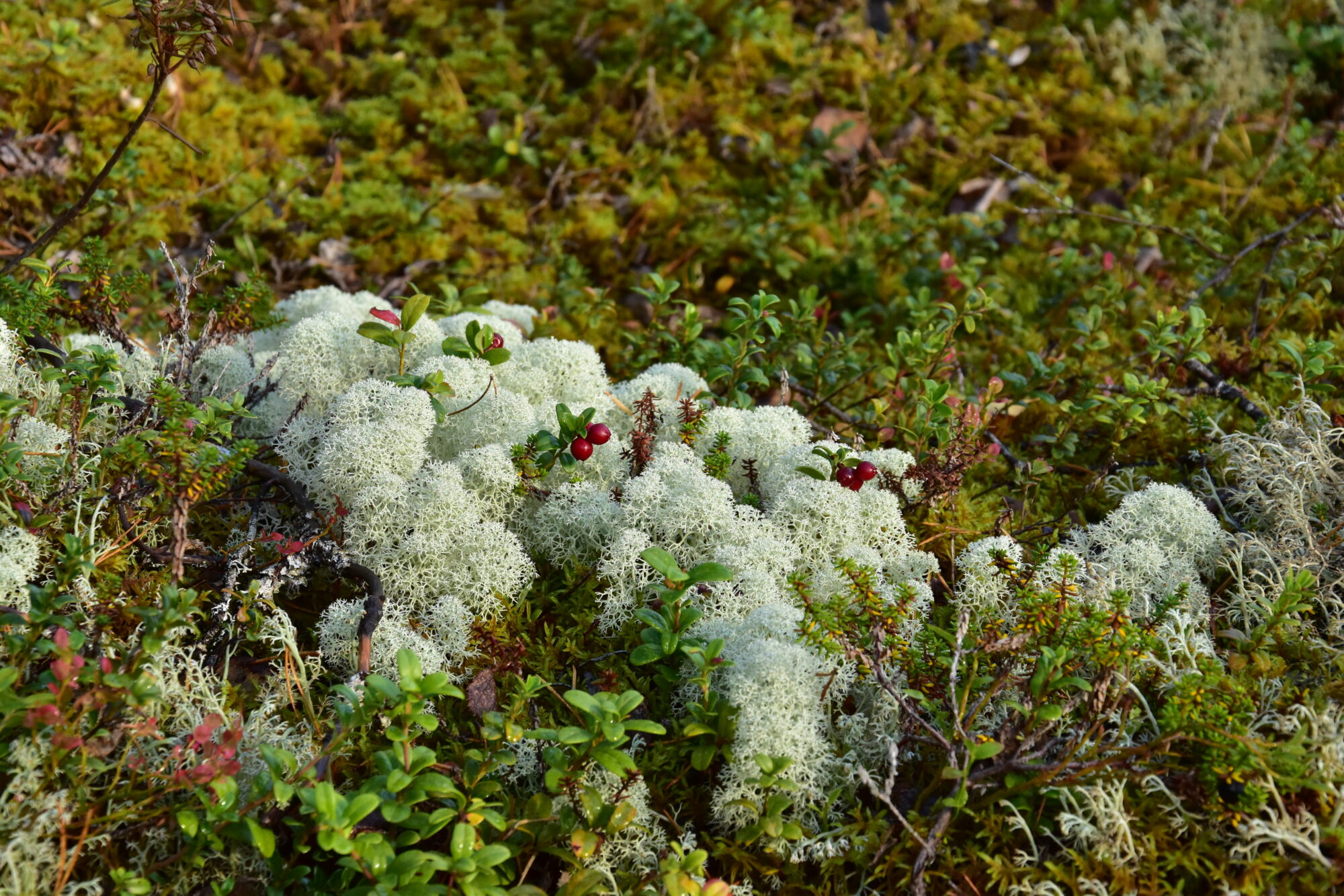Valokuvaaja: Lahja Toivanen