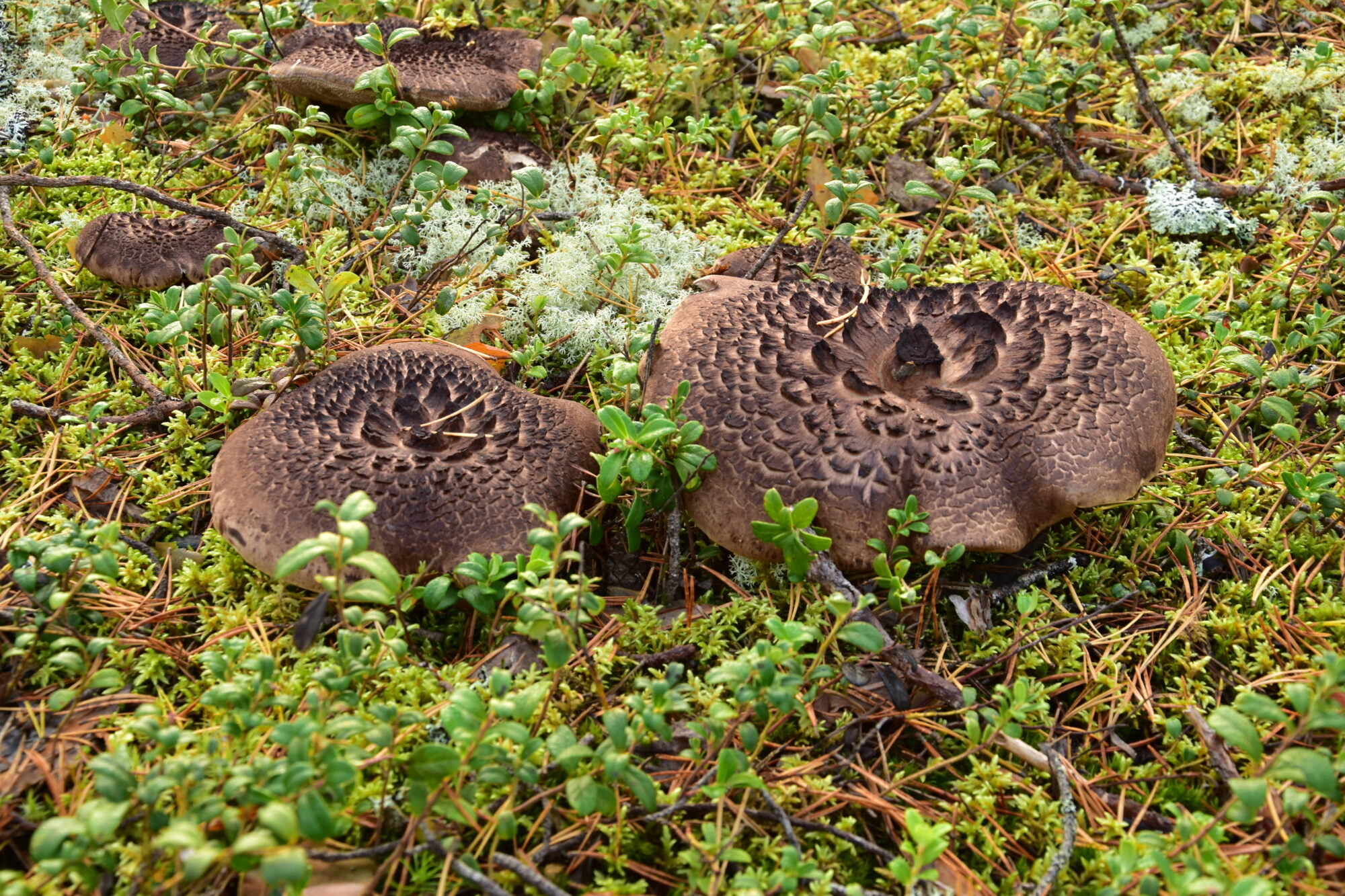 Valokuvaaja: Lahja Toivanen Valokuvaaja: Lahja Toivanen