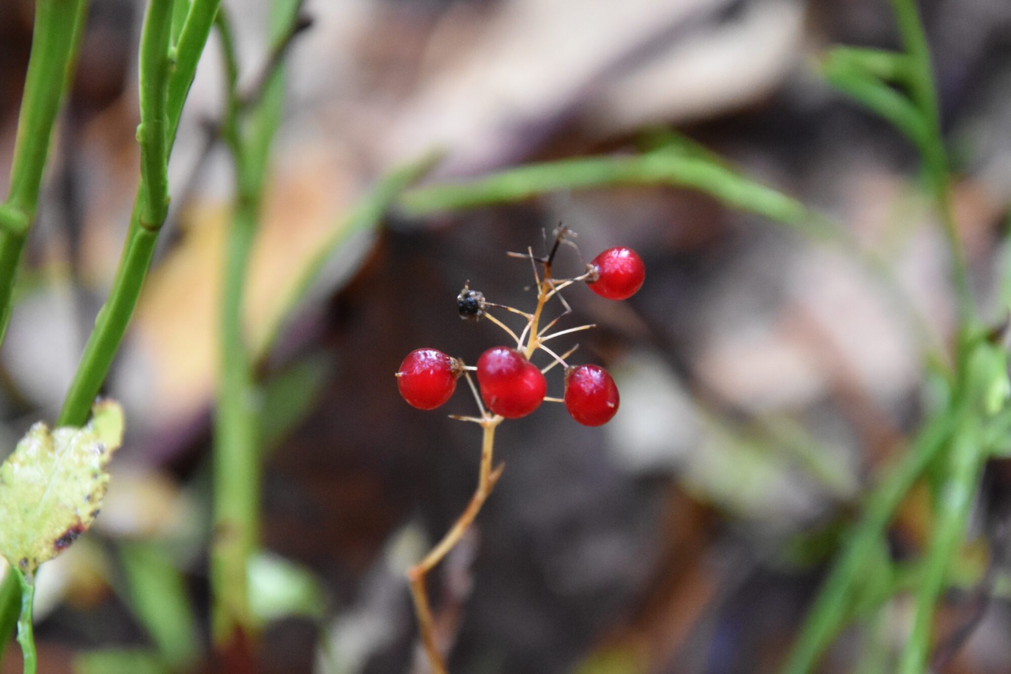 Valokuvaaja: Lahja Toivanen