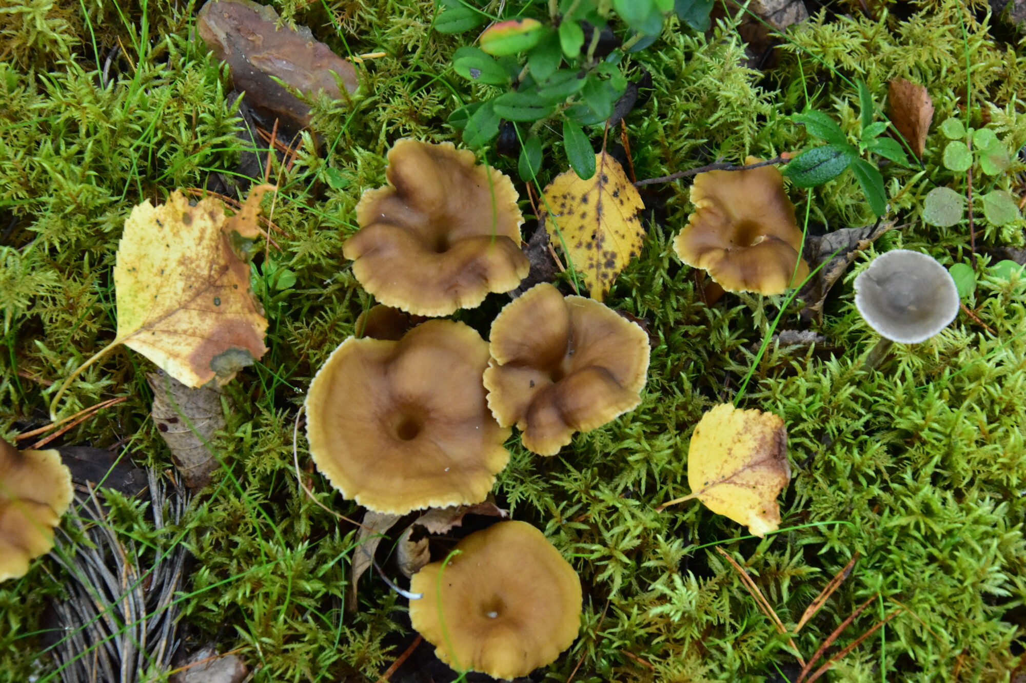 Valokuvaaja: Lahja Toivanen