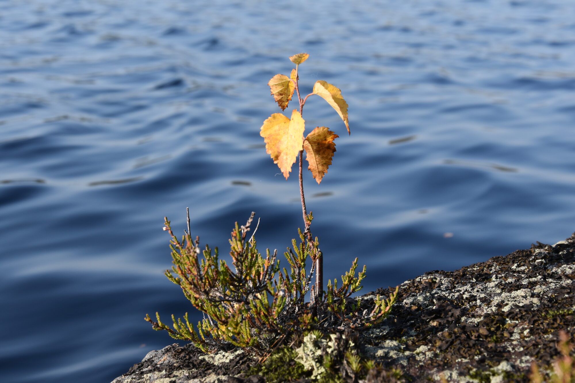 Valokuvaaja: Lahja Toivanen