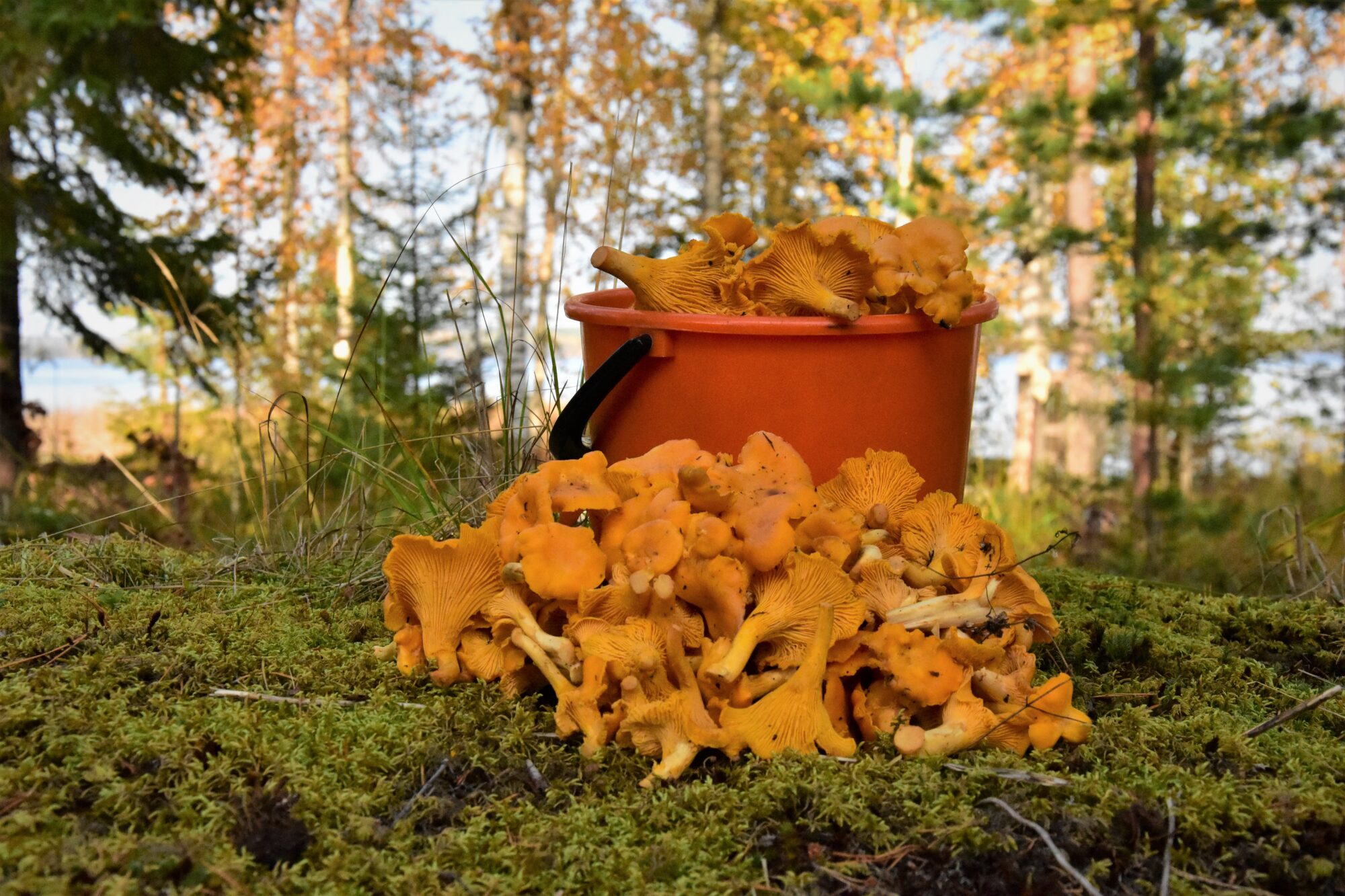 Valokuvaaja: Lahja Toivanen