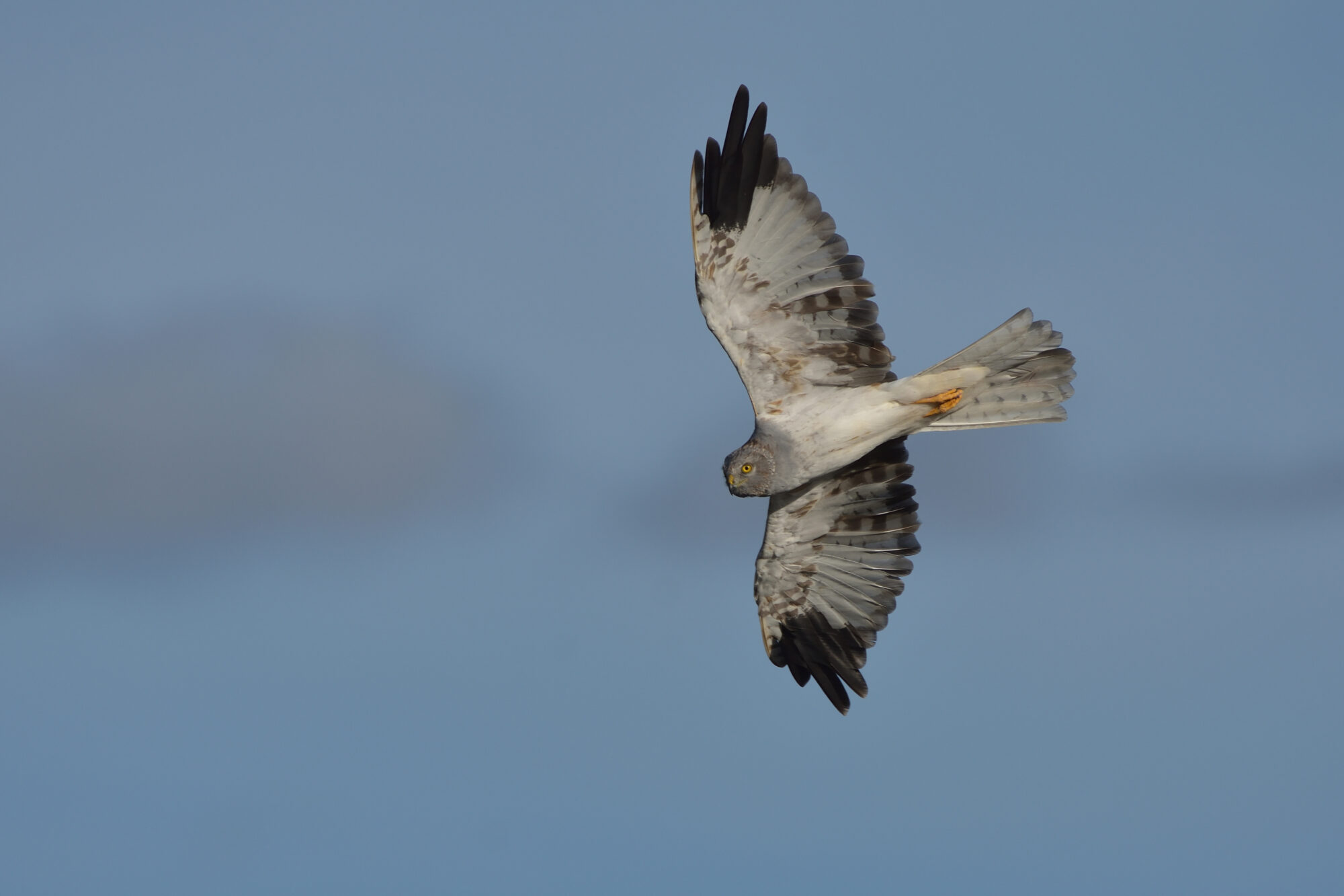Valokuvaaja: Asko Heikkinen