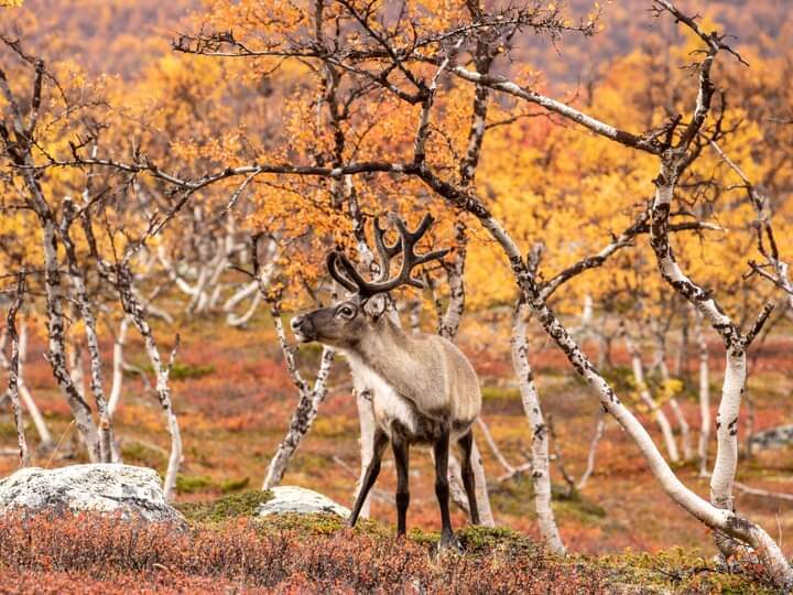 Valokuvaaja: Katri Niskanen