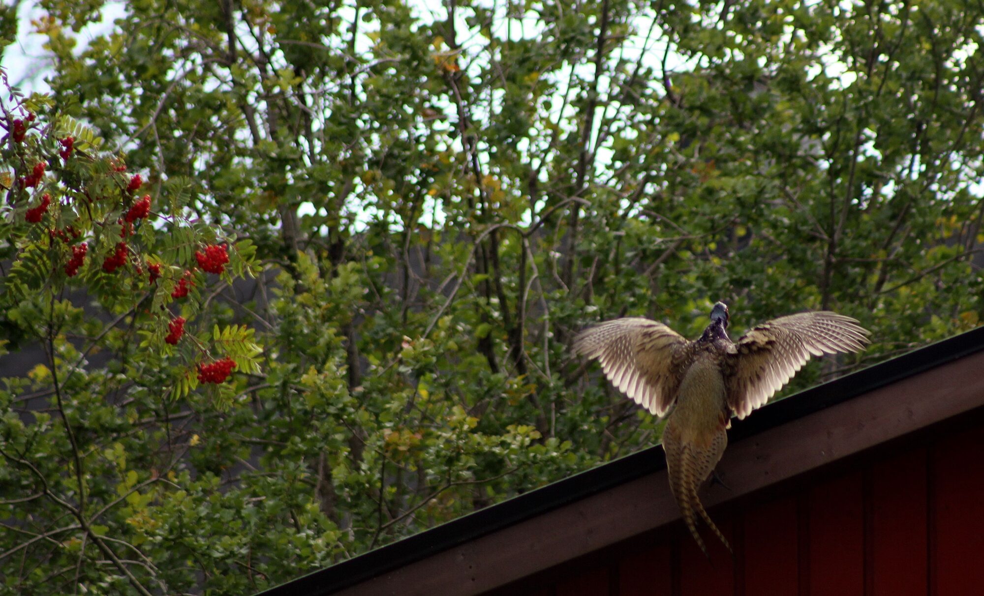 Valokuvaaja: Pirkko Siukonen