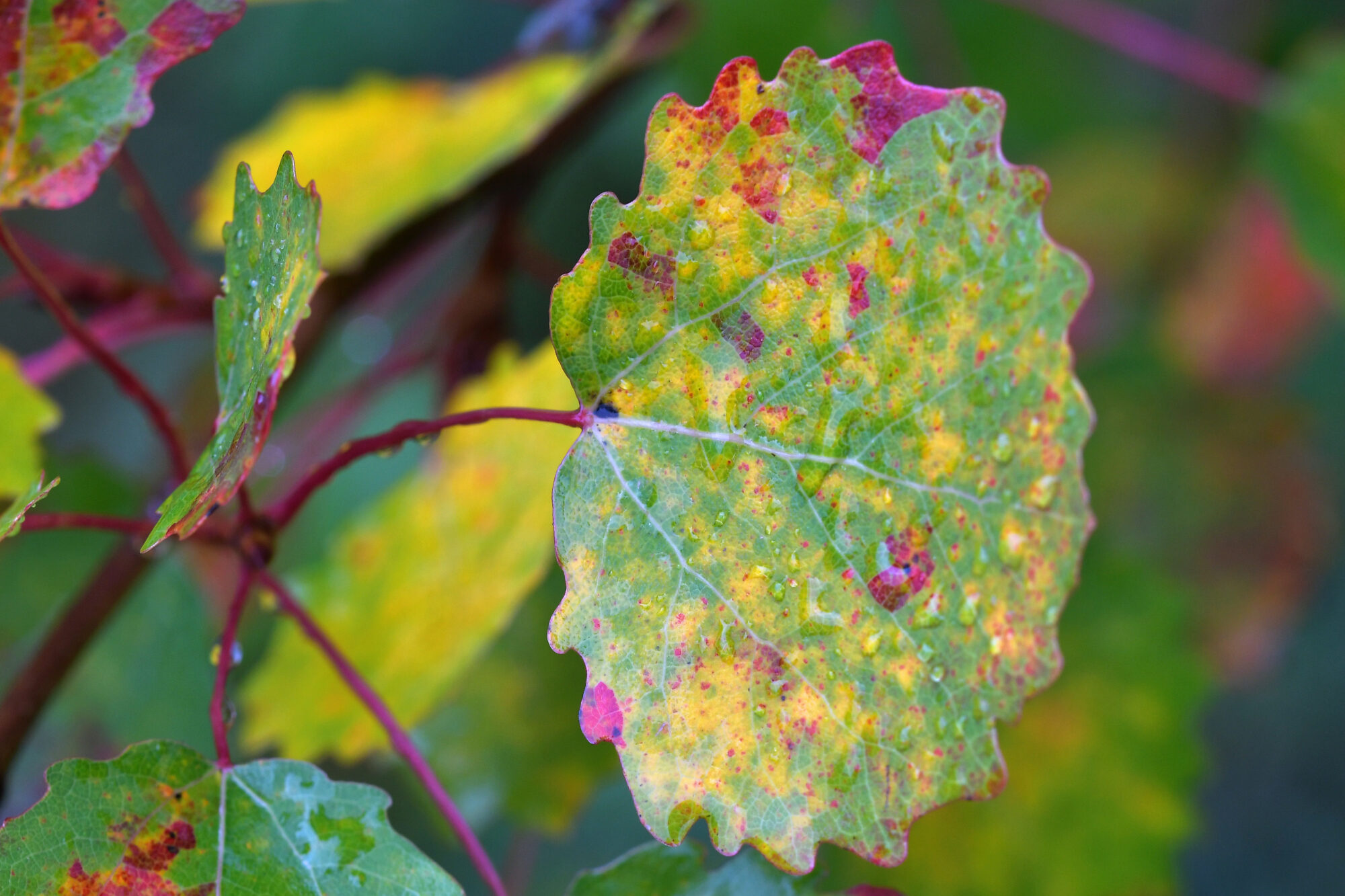 Valokuvaaja: Päivi Kiiskinen-Mustonen